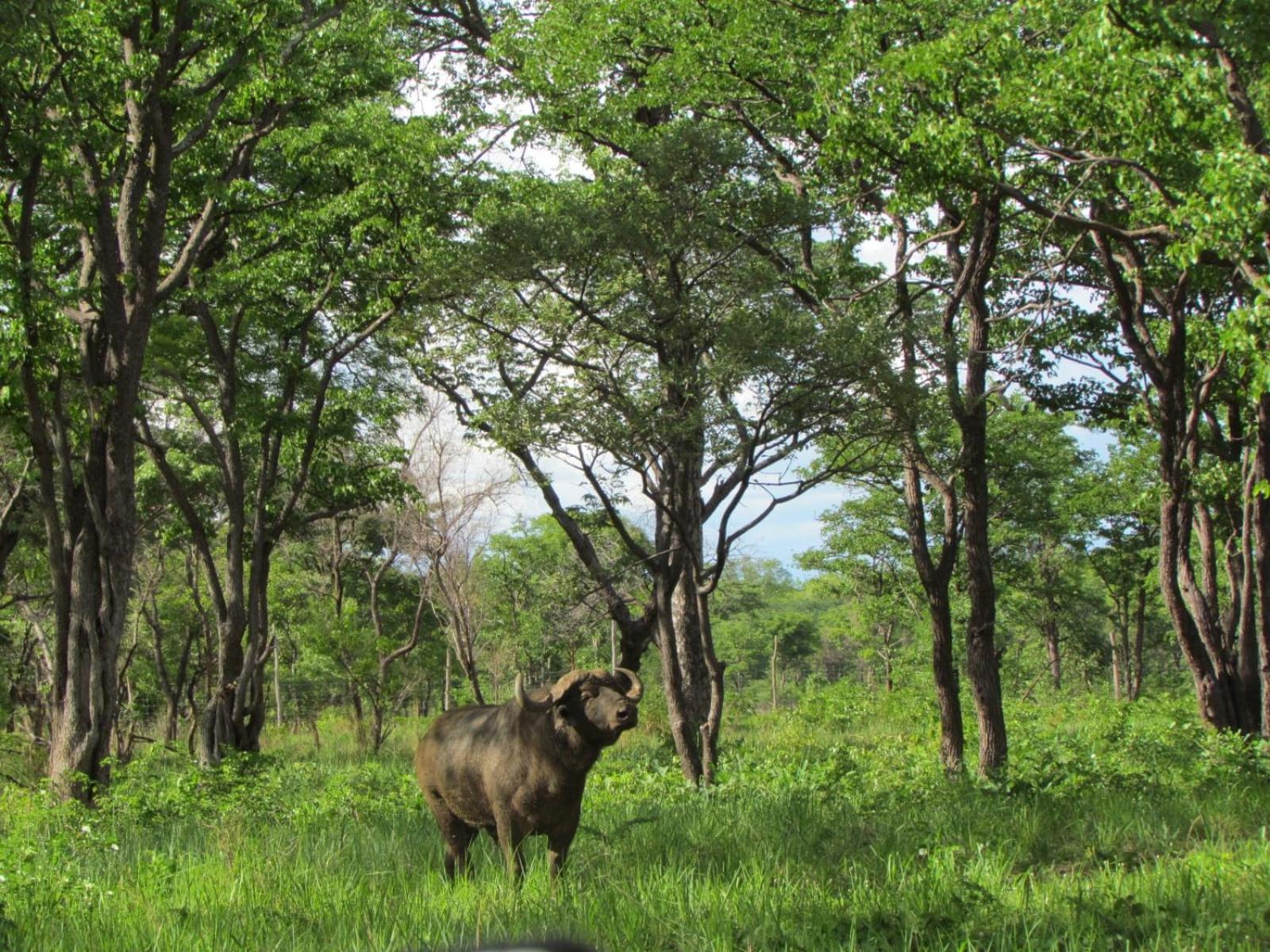 Sukulu Reserve view 2