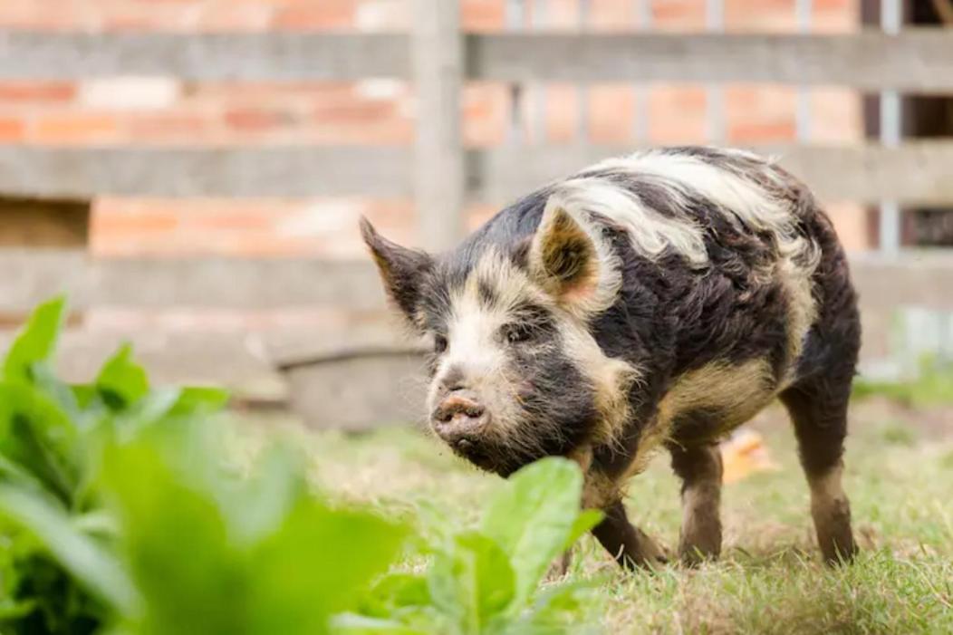 Piglet Lodge