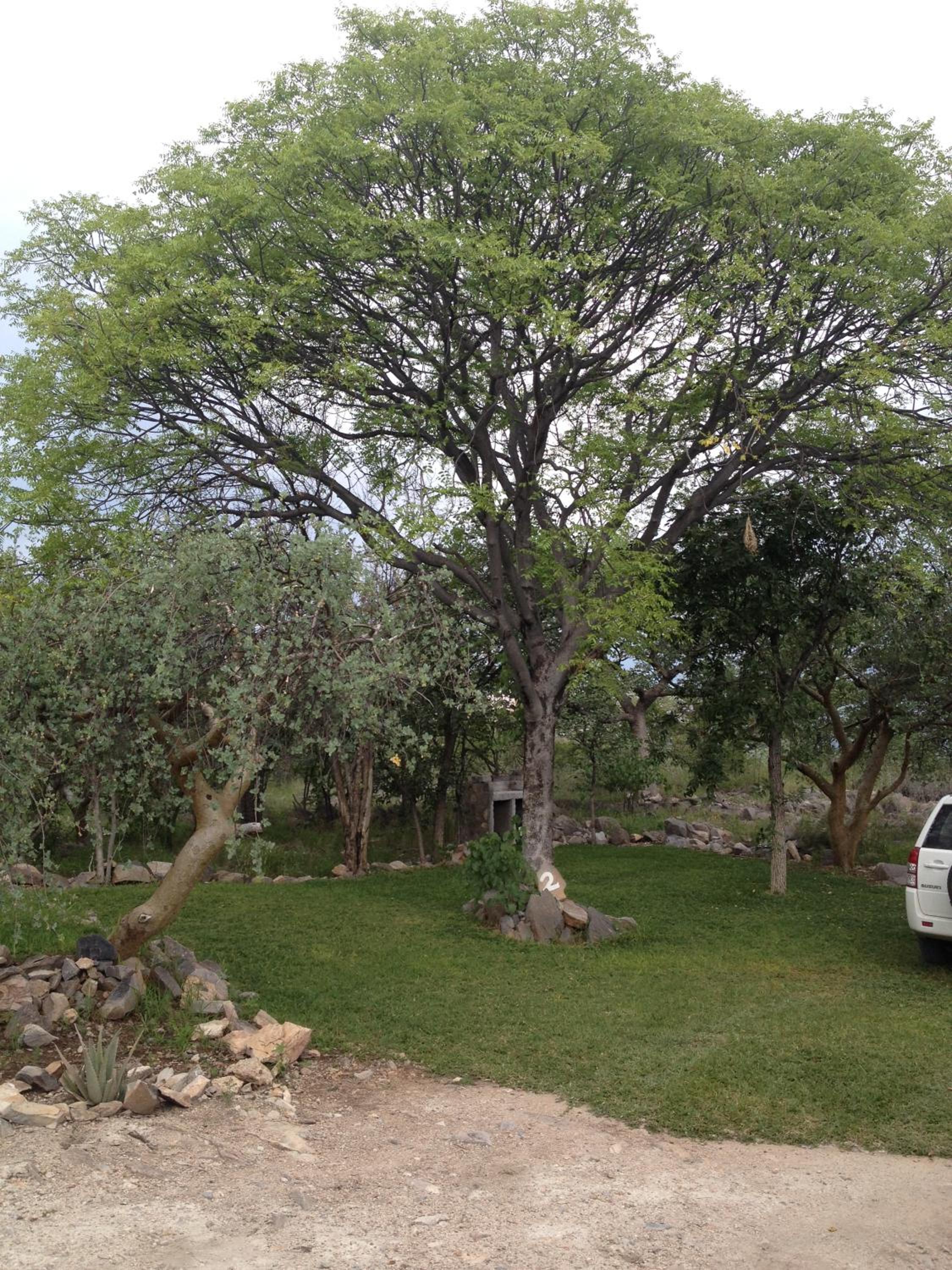 Mondjila Safari Camp