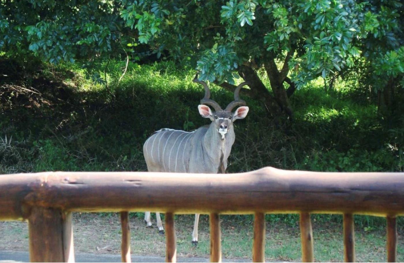 Leopard Corner Lodge