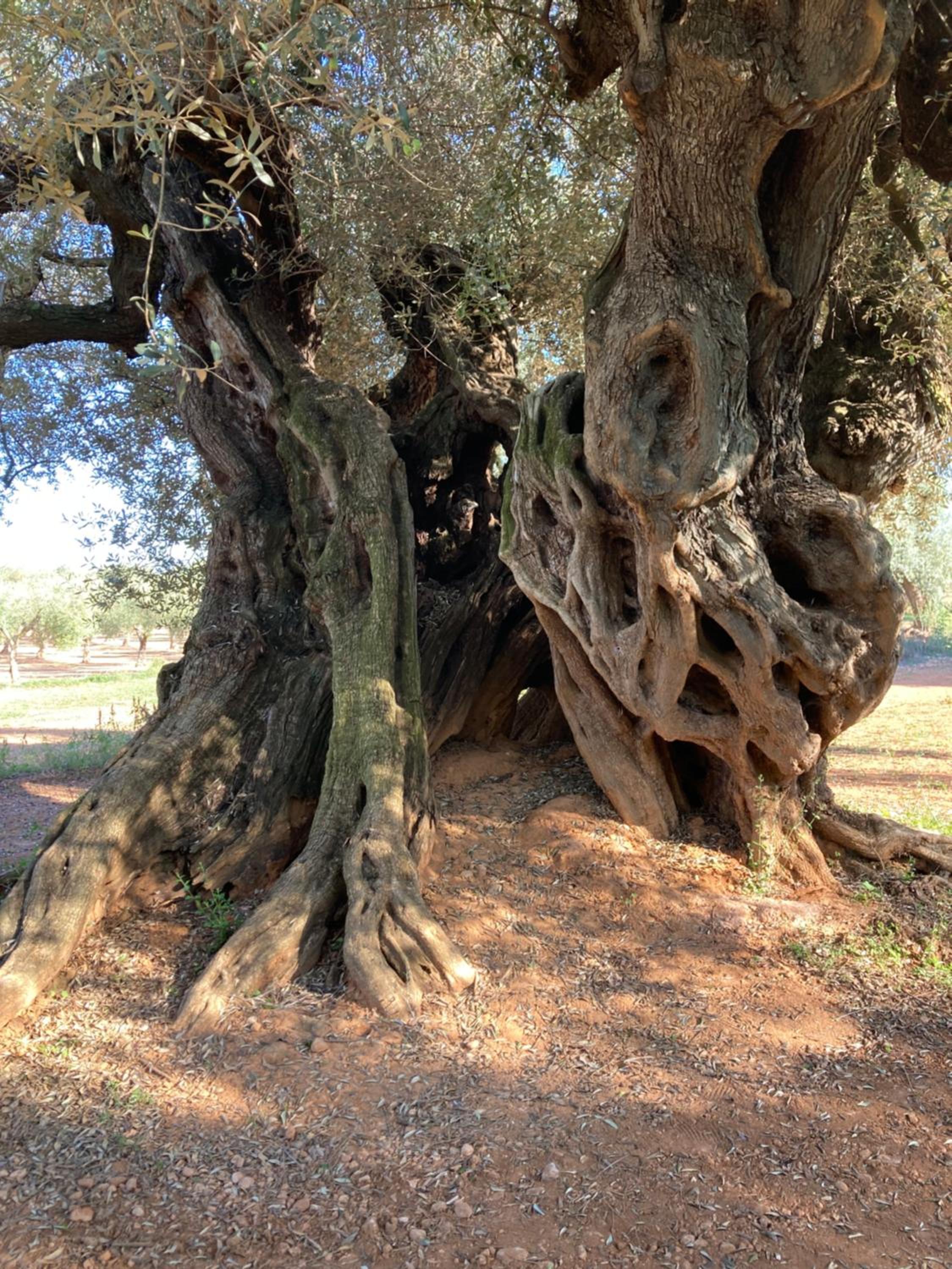 AltHouse Canet lo Roig