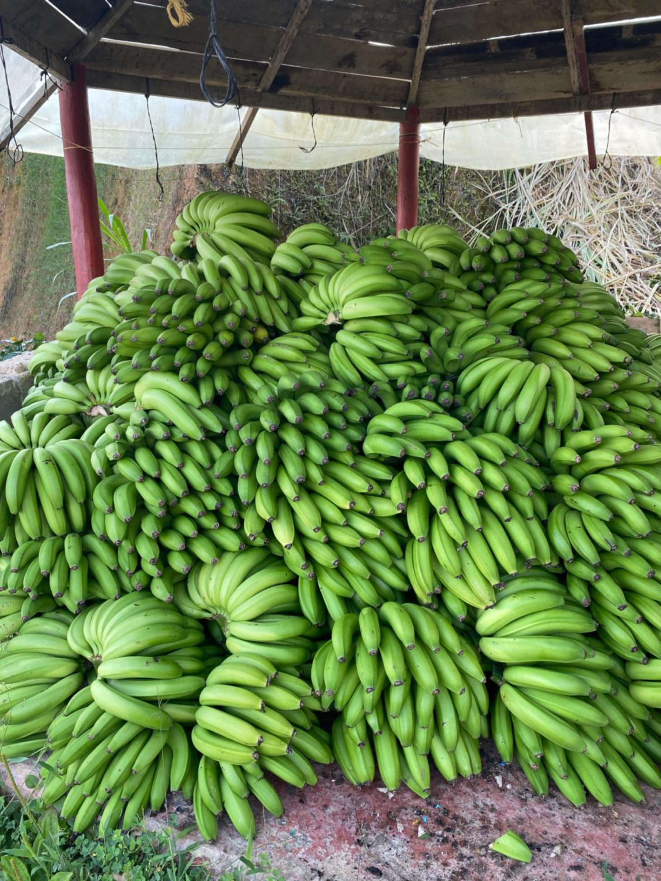 Finca La Arabia Jardín