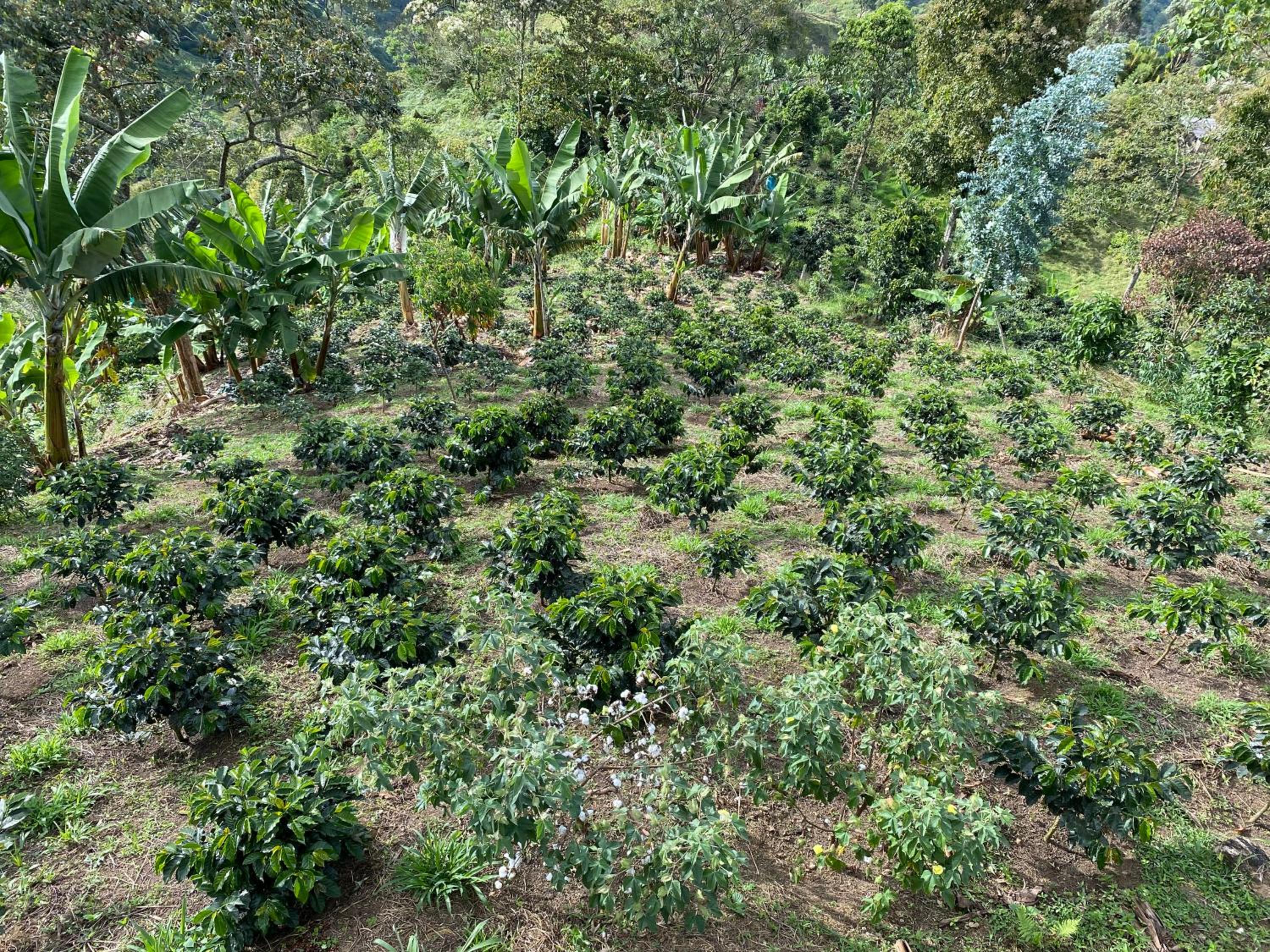 Finca La Arabia Jardín