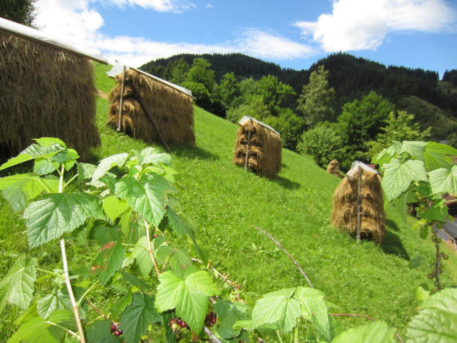 Heidi's Schlummerkiste am Fuß der Teichalm