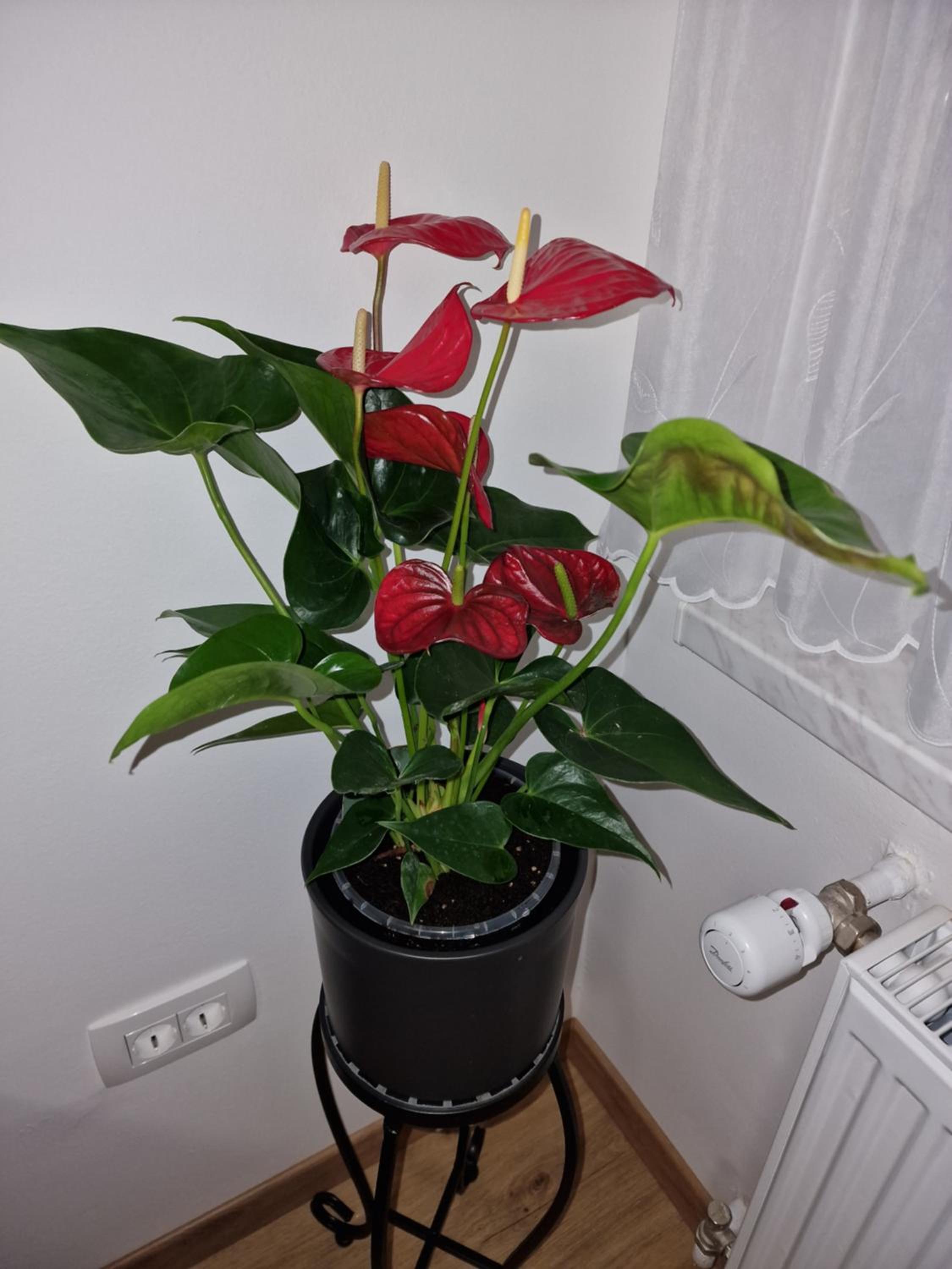 Photo 35