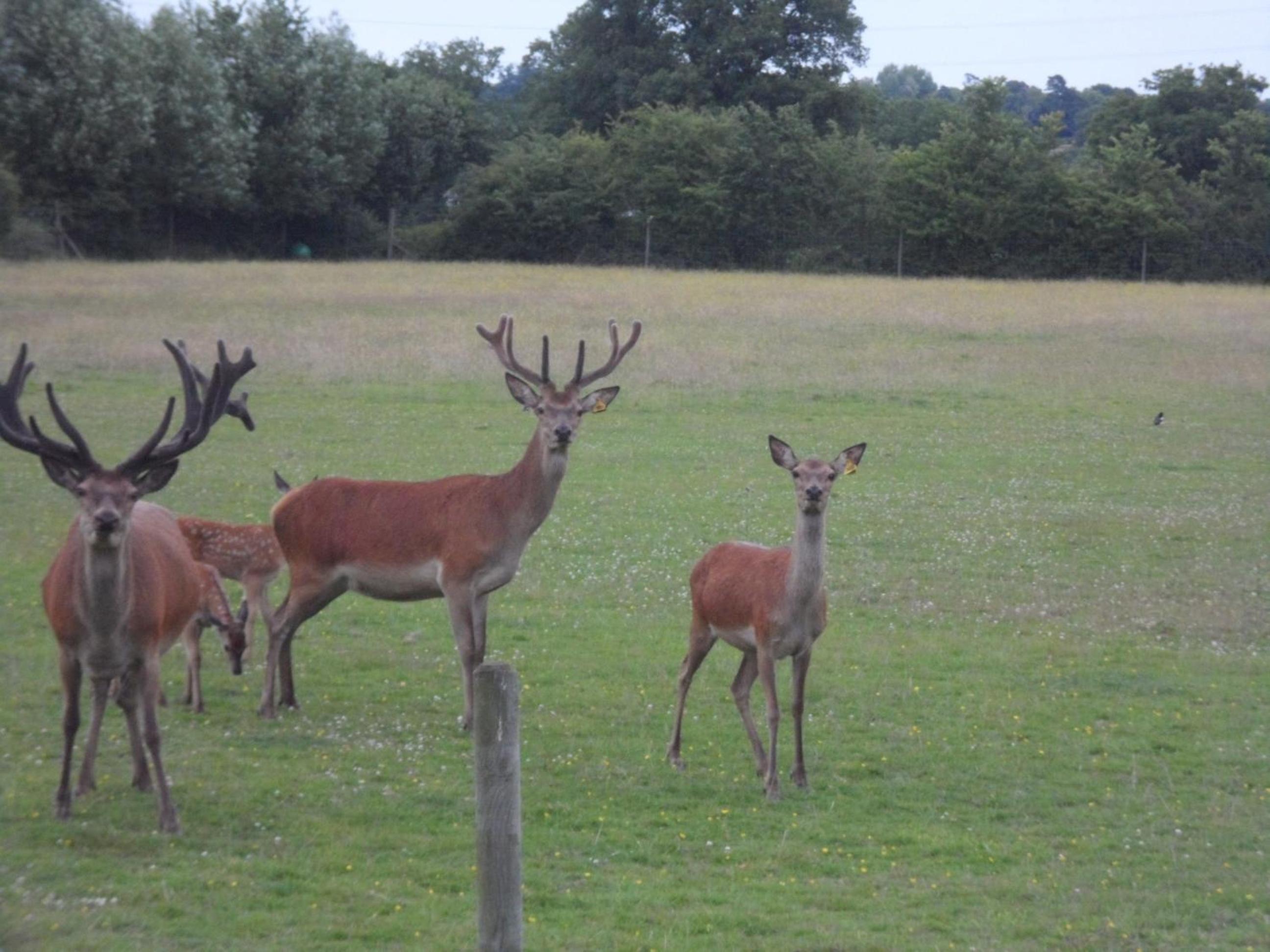 The Stables - Deer Park Farm
