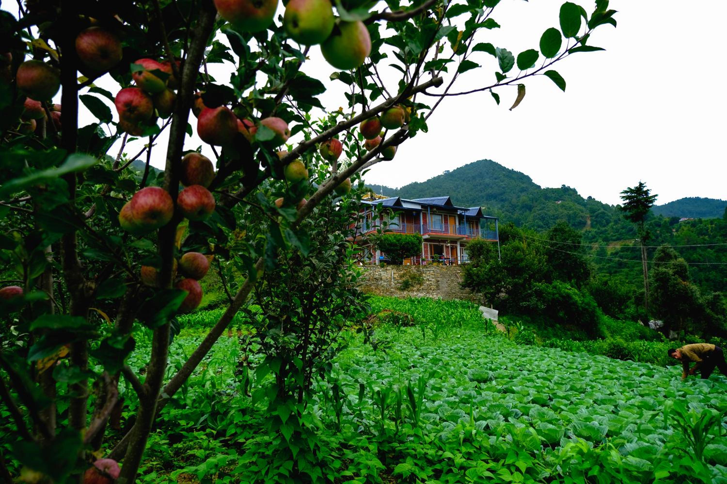 Saanidhya Homestay