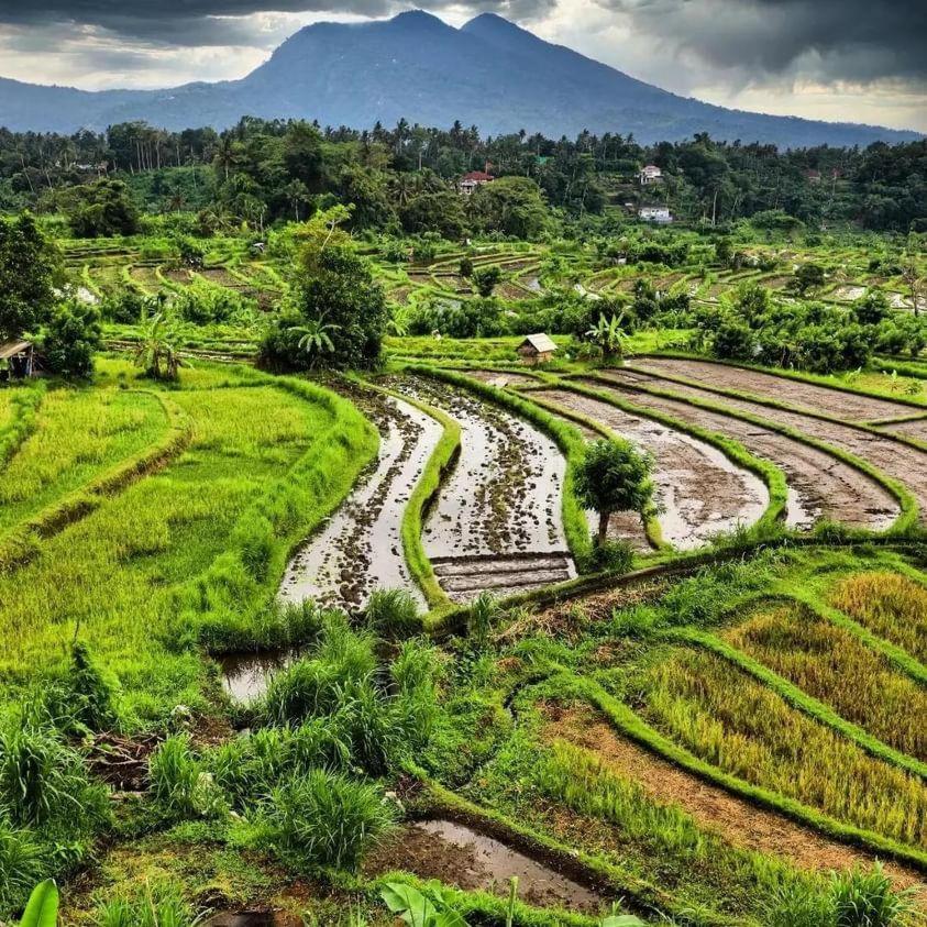 Avocado homestay