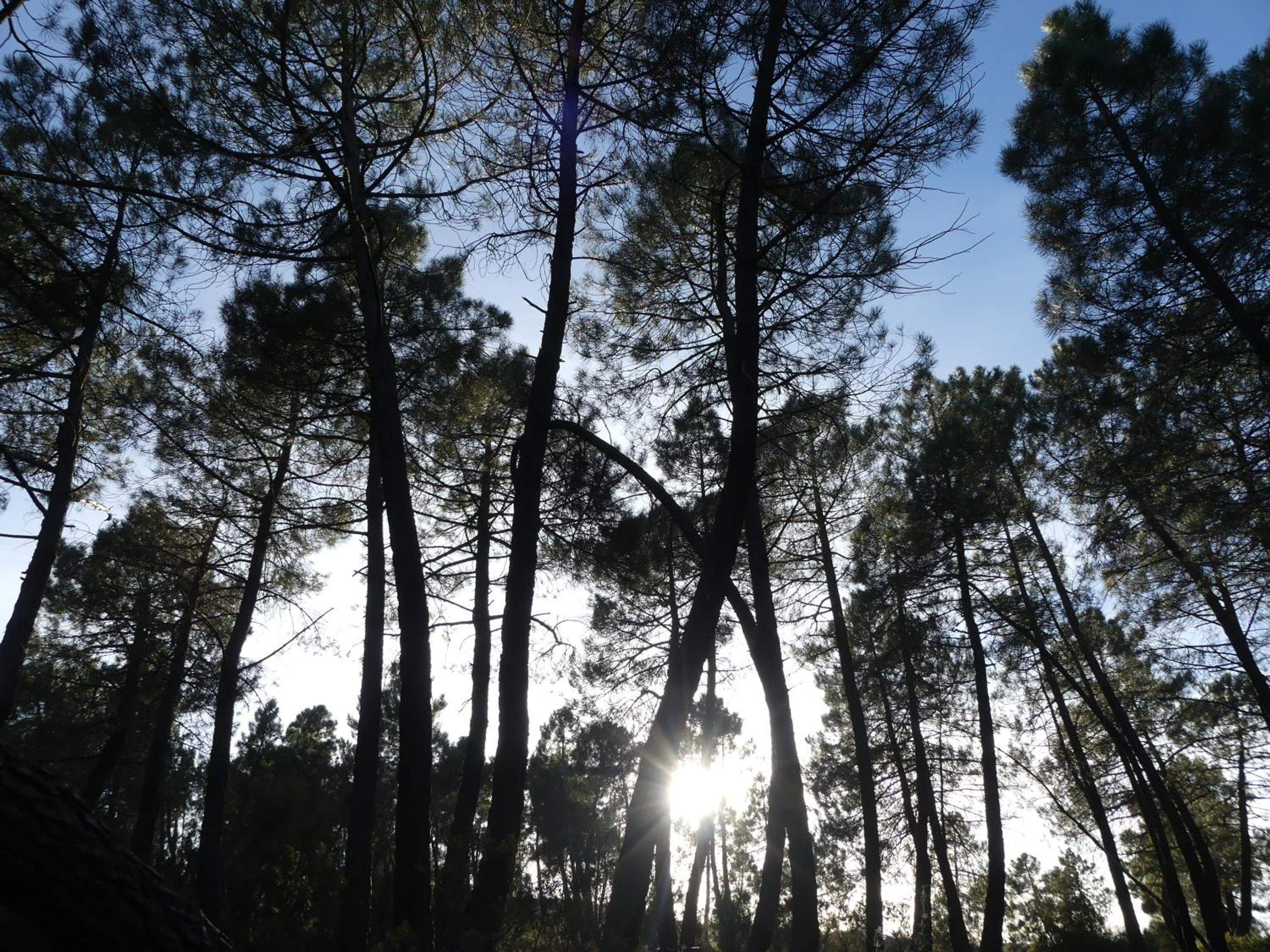 El Rodenal Casa Rural