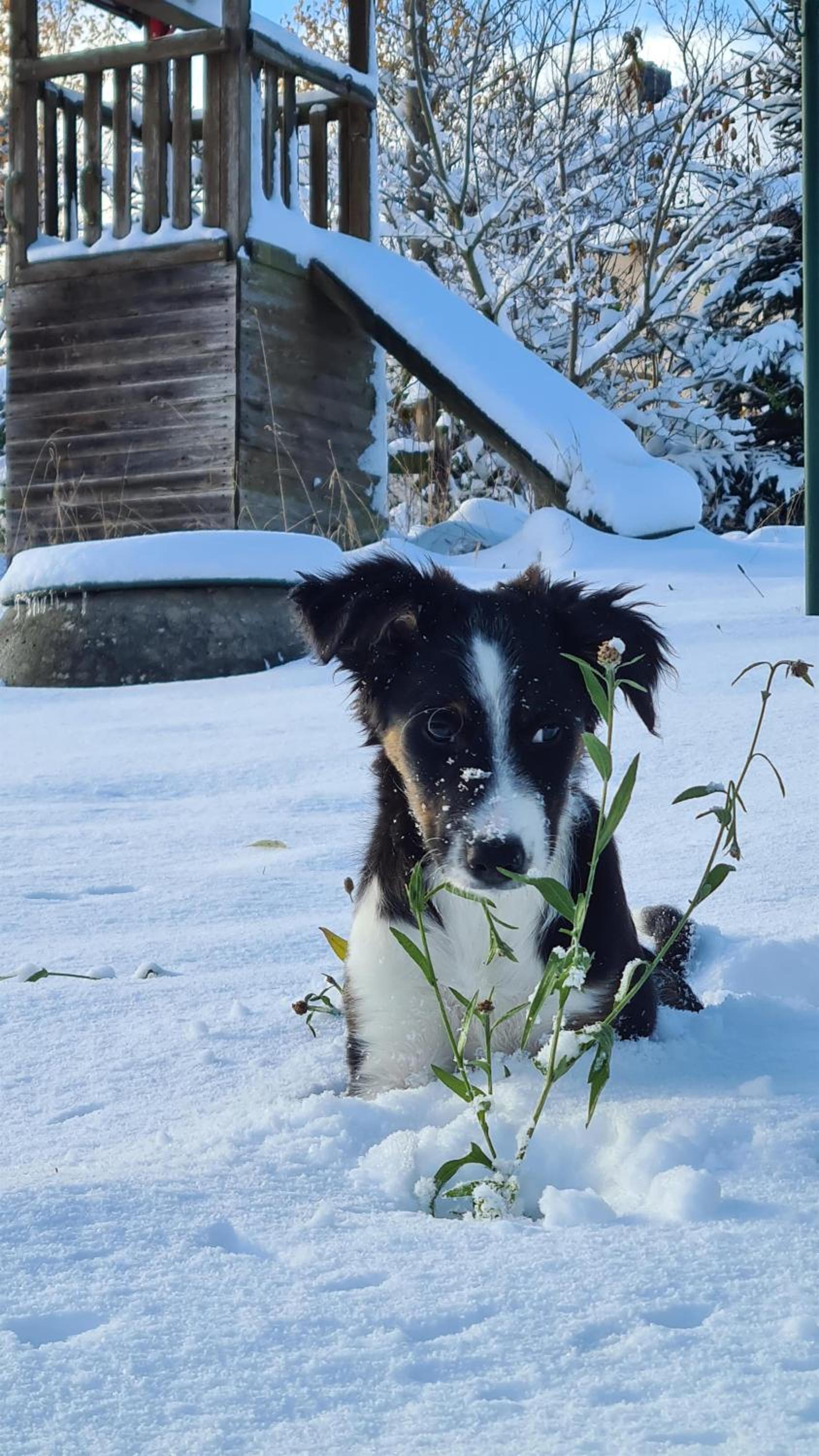 Wolfsgrund 14