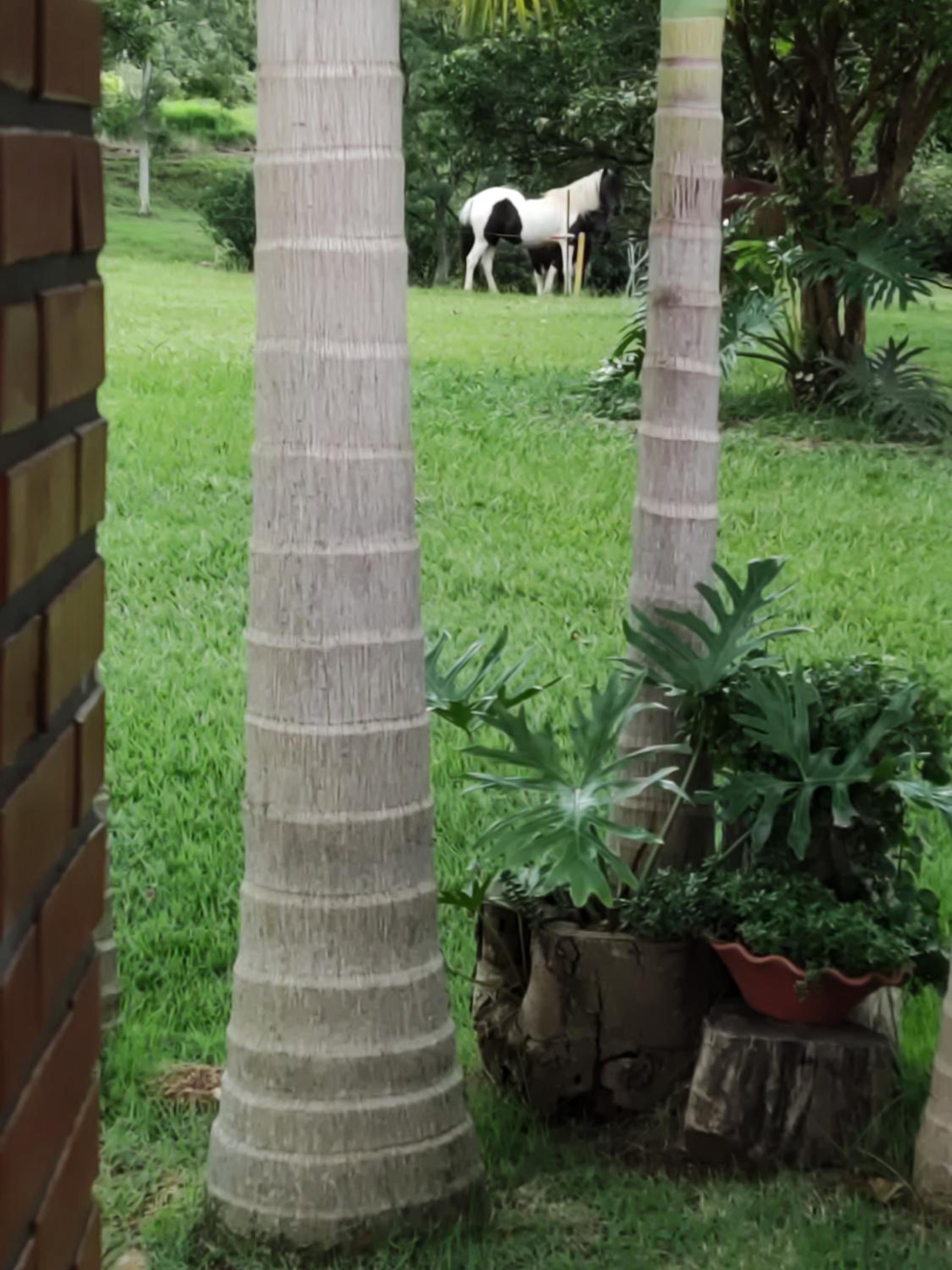 Vereda dos Ipês - Casa de Campo