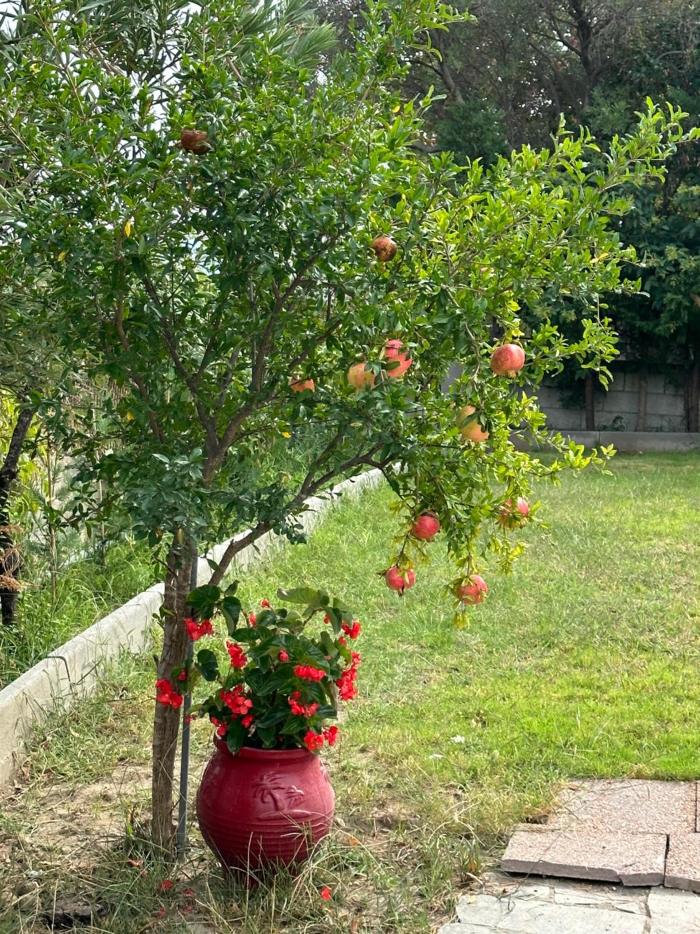 Villaralli
