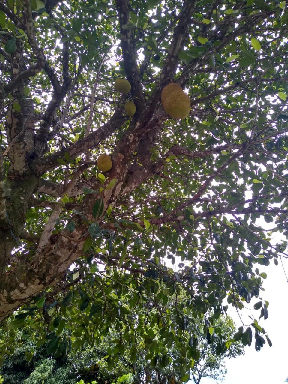 Sitio Recanto da Felicidade