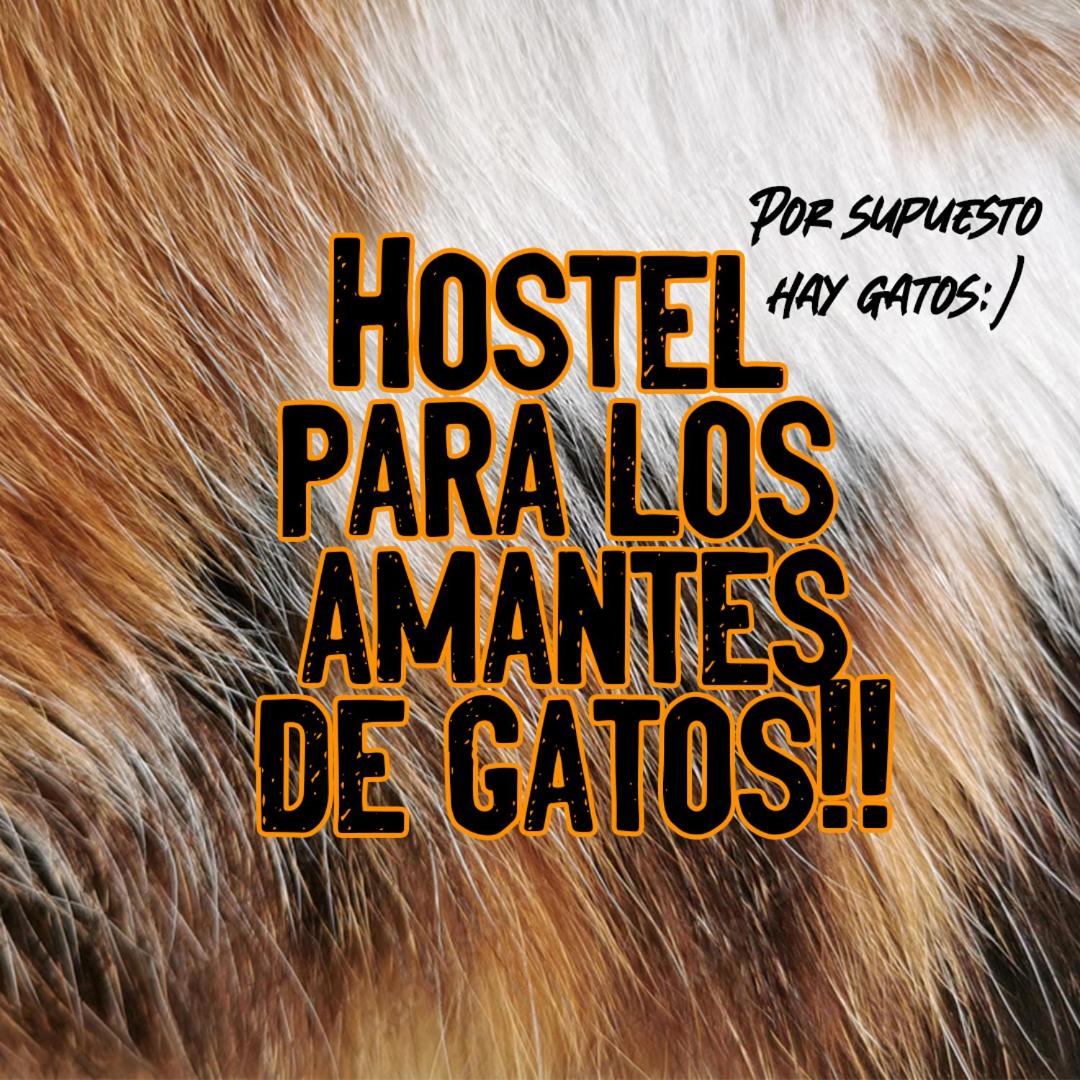 Posada De Los Gatos