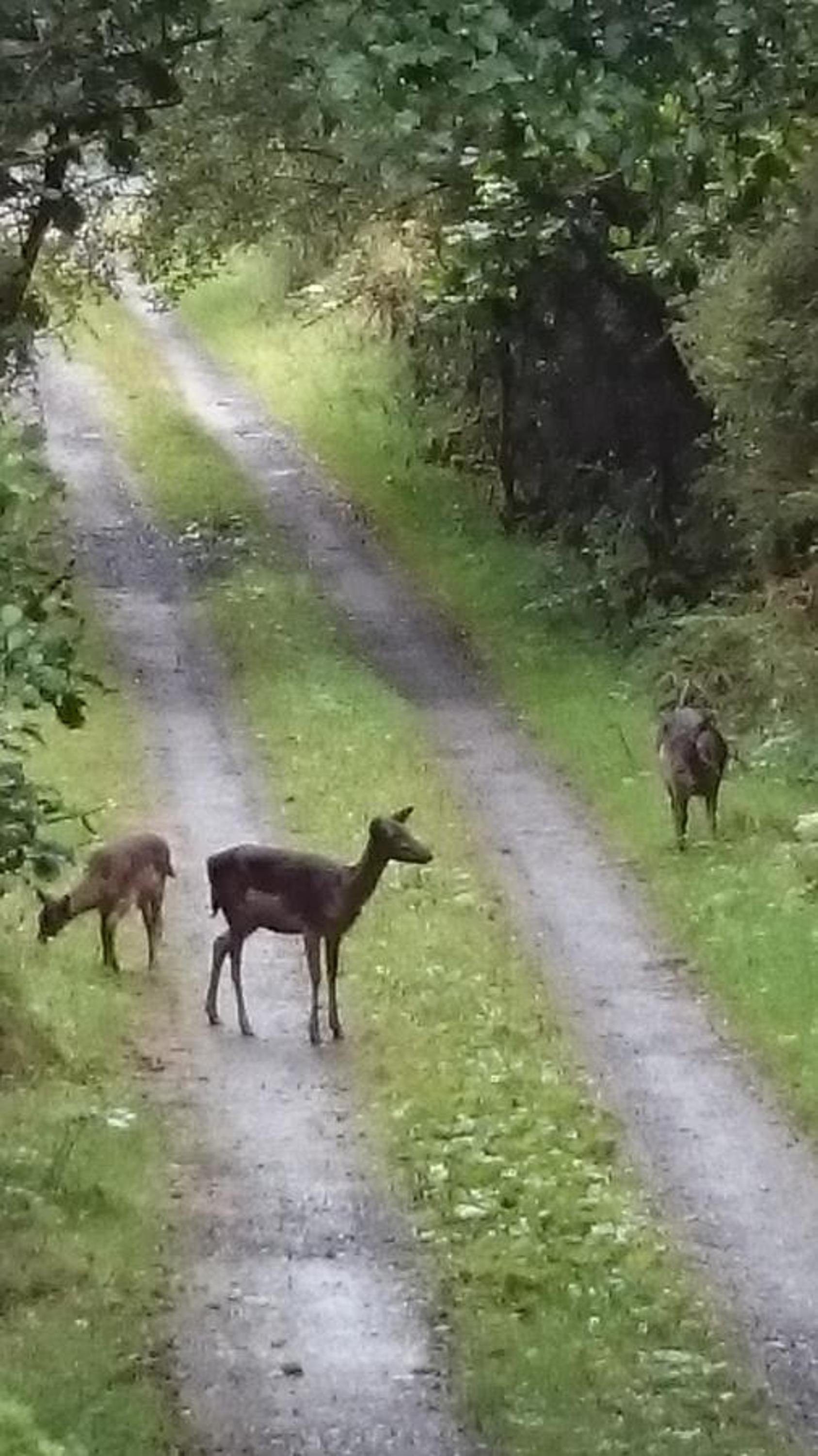In The Woods