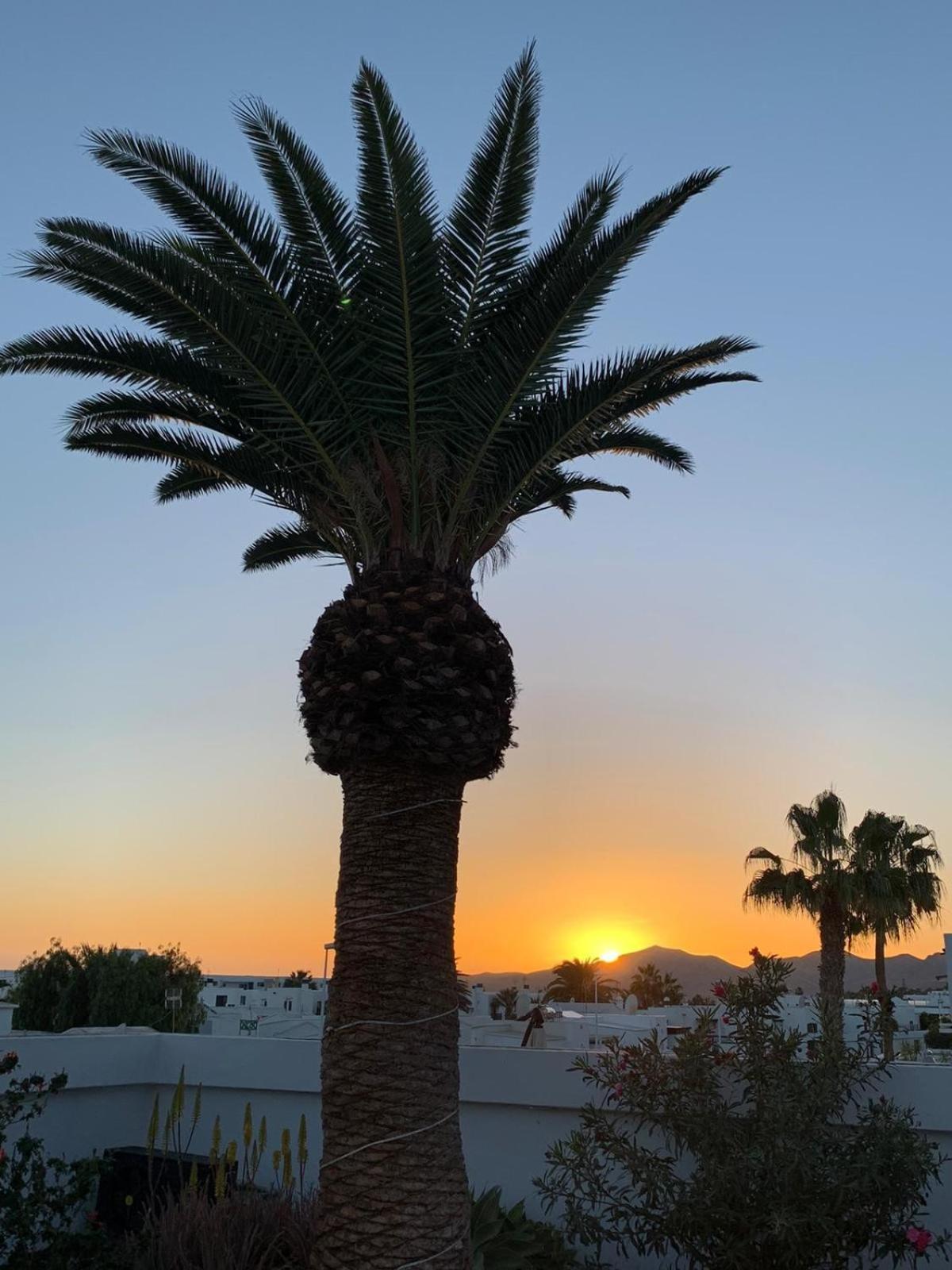 Palm villa