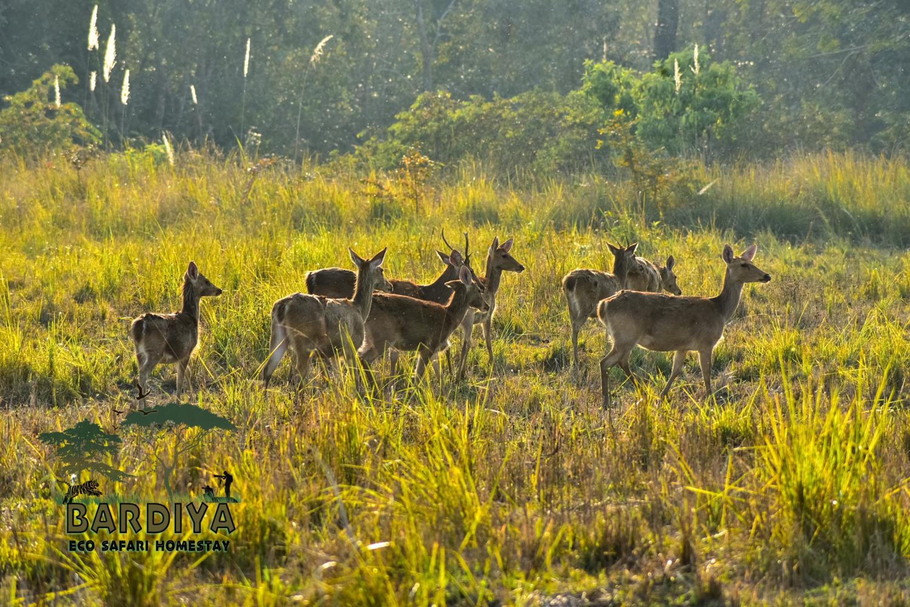 Bardiya Eco Safary Homestay view 5
