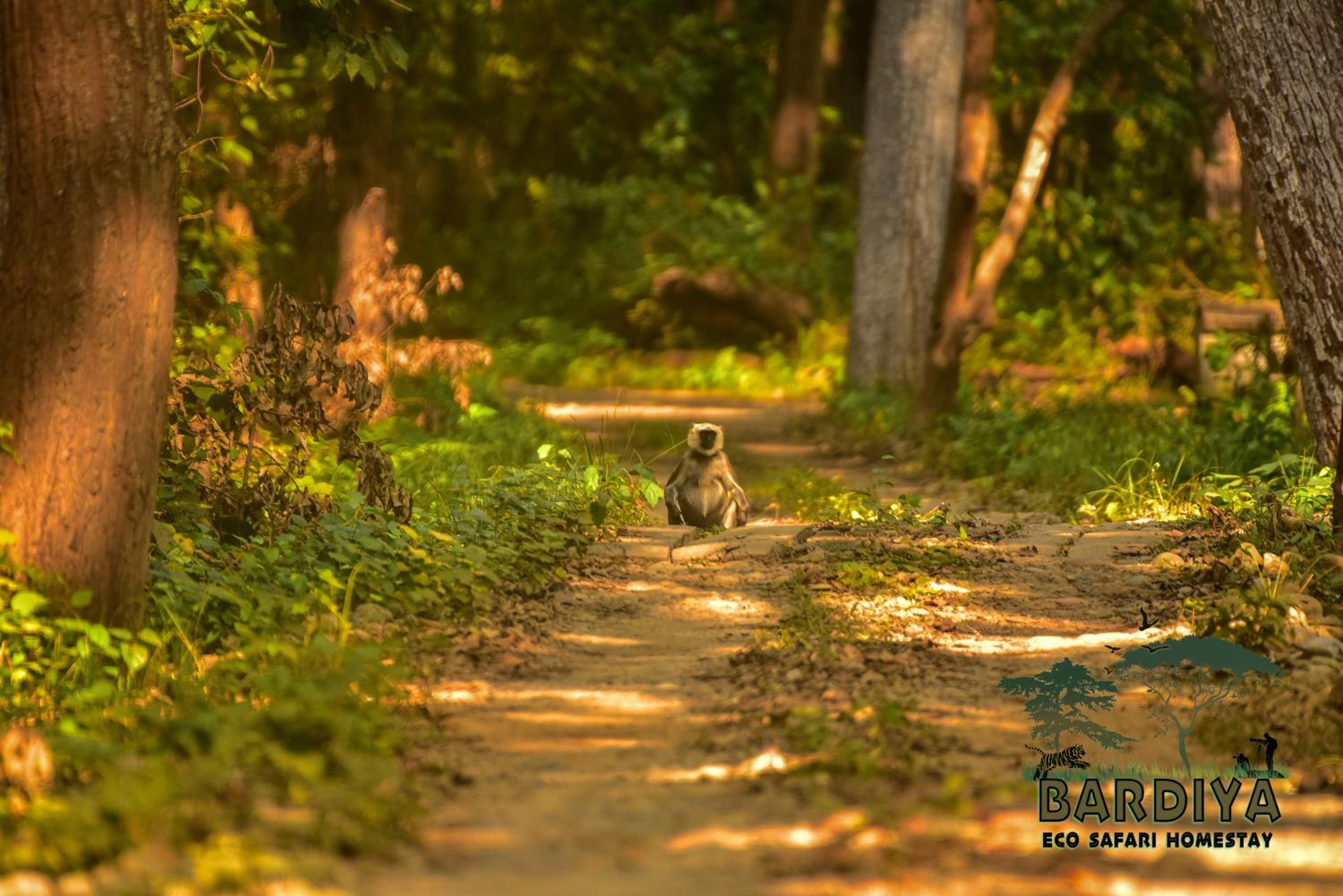 Bardiya Eco Safary Homestay view 3