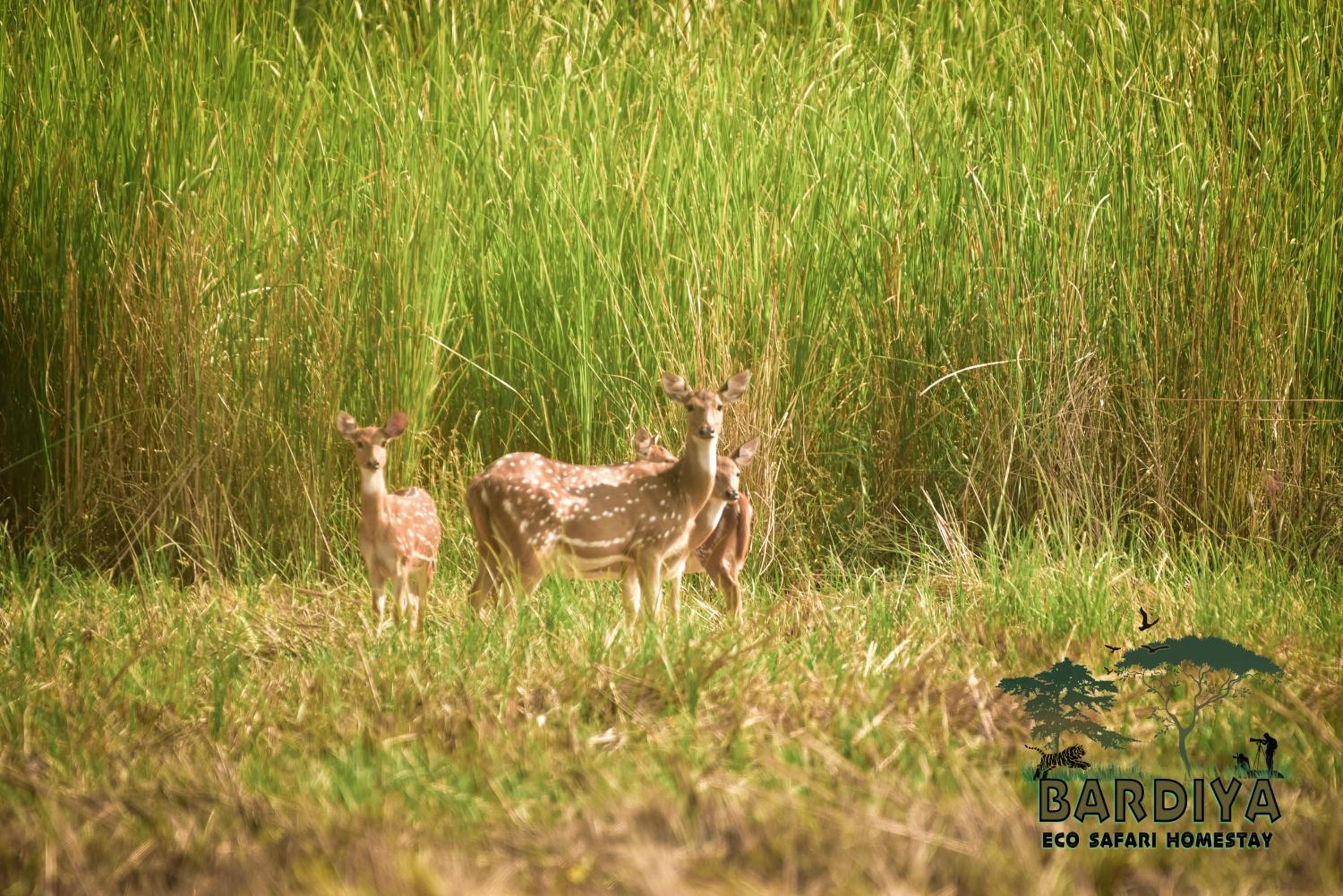 Bardiya Eco Safary Homestay view 2