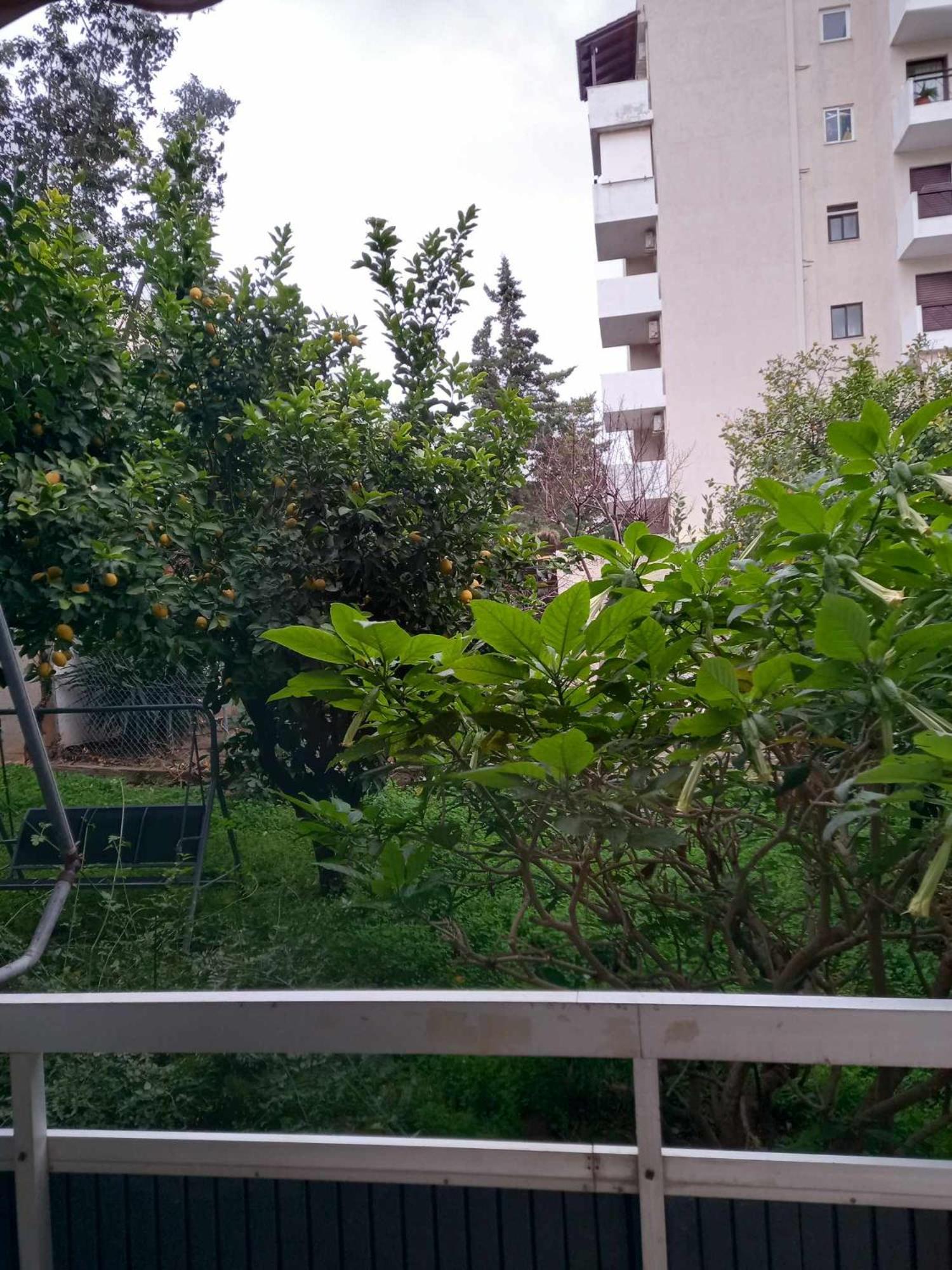Citrus dream apartment