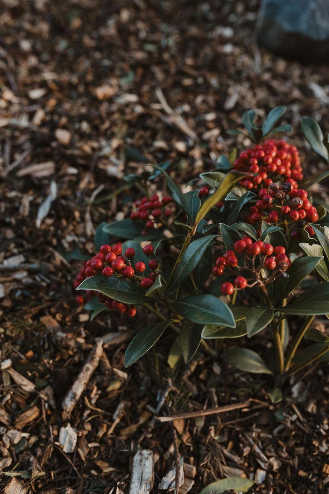 Berry Bush