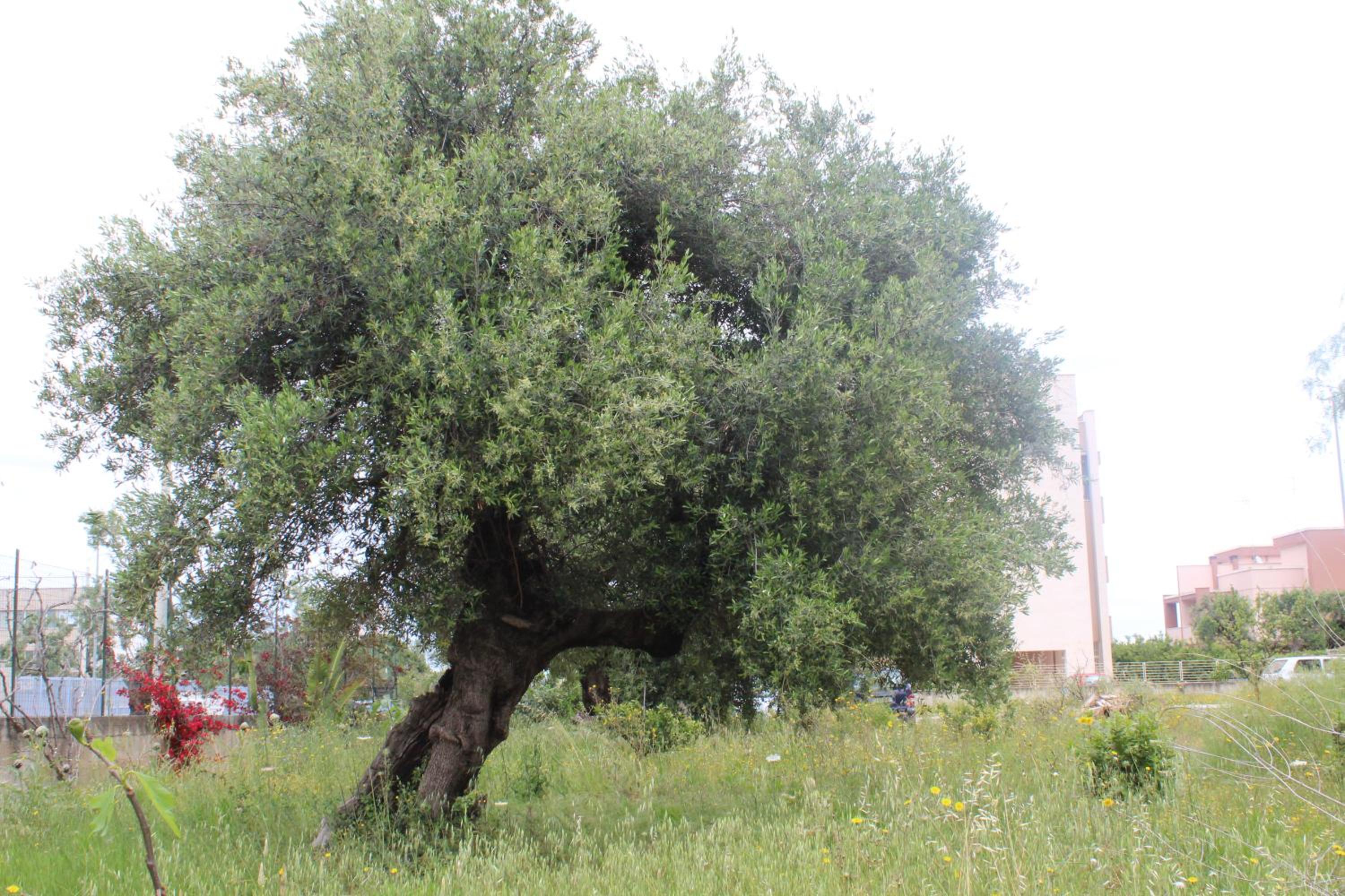 Photo 36