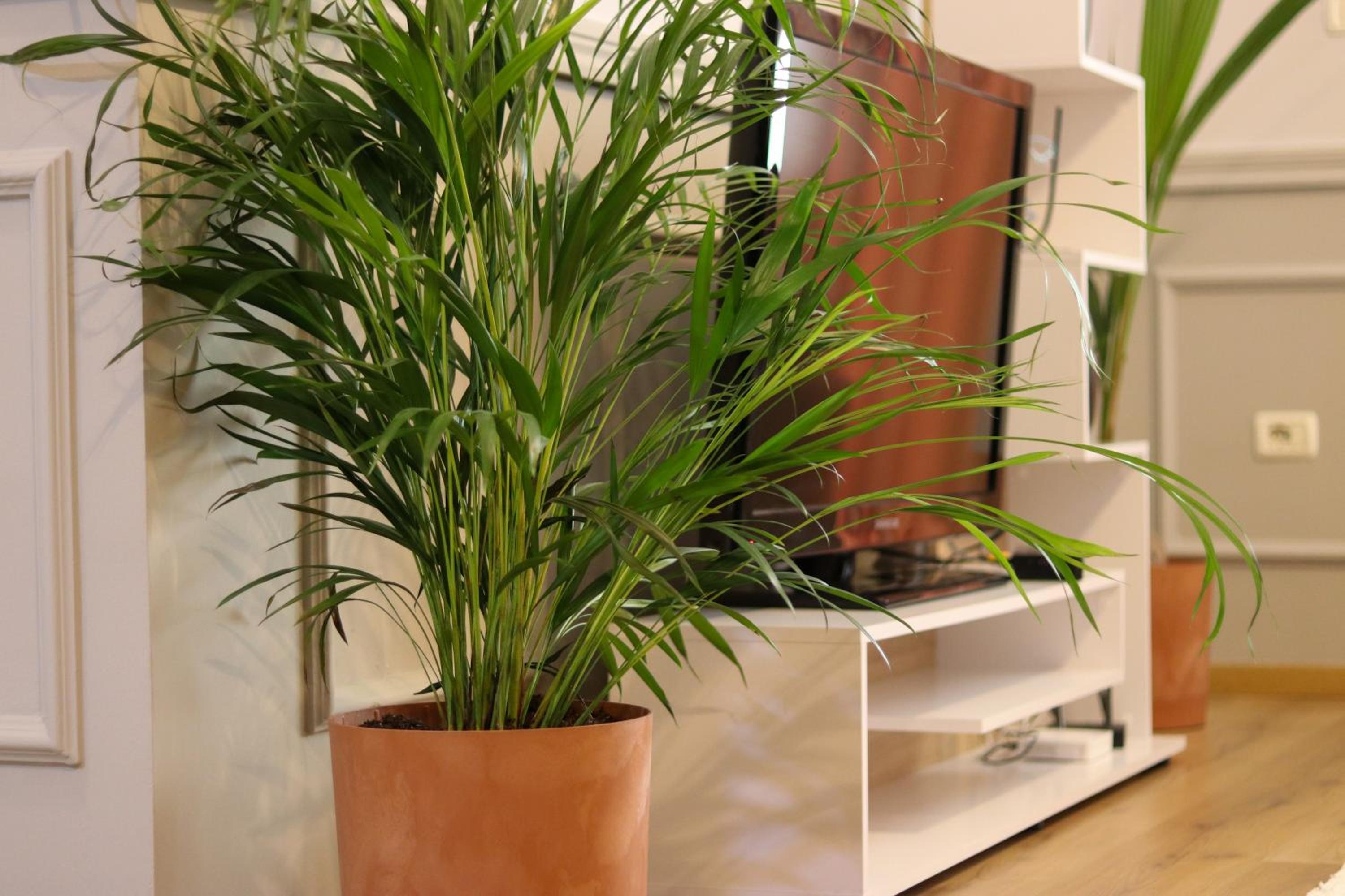 Johan's Apartment