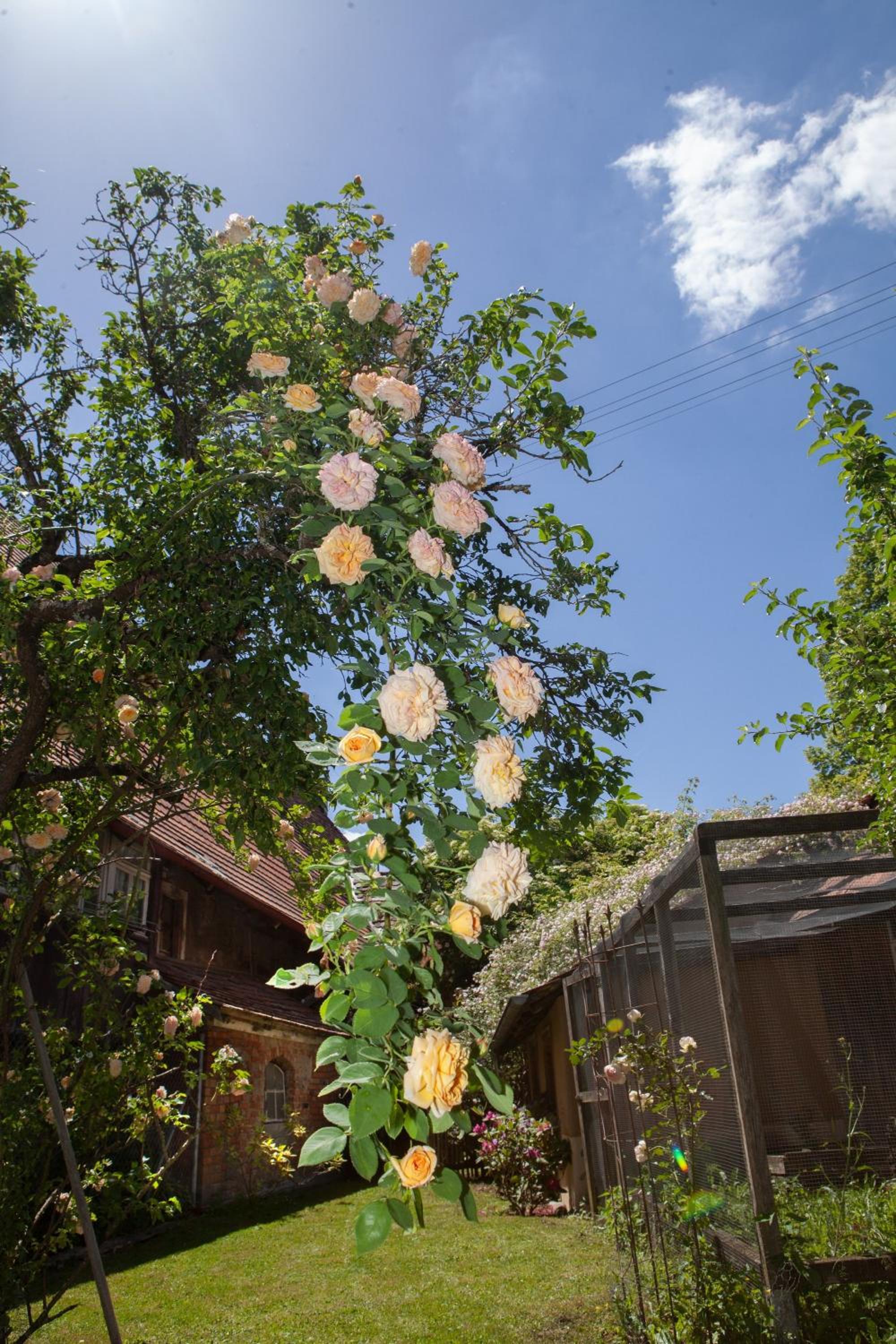 Photo 41