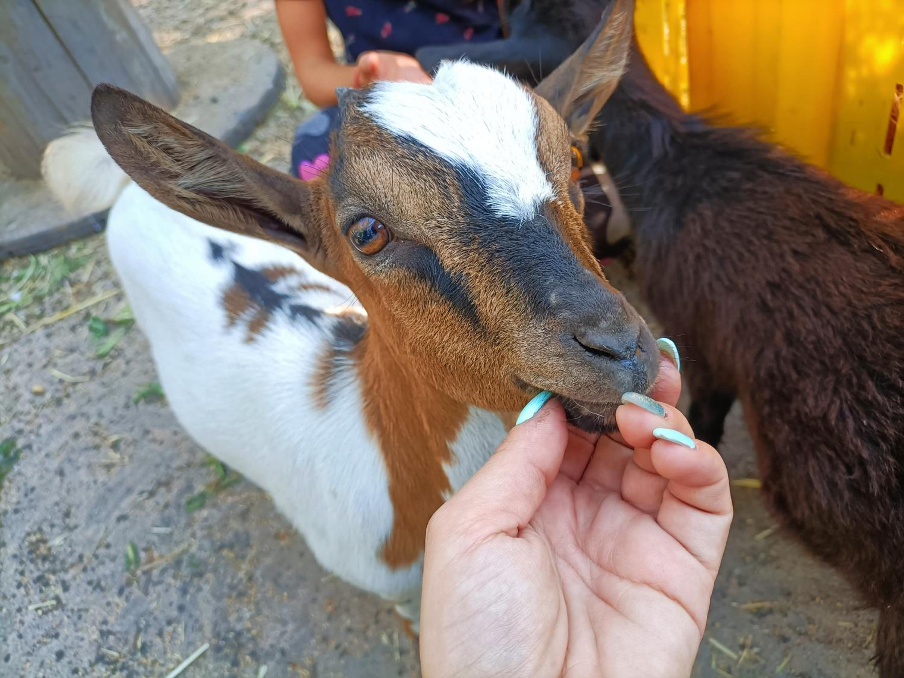 L'oasi del relax Arborea. Particolarmente indicato per gli amanti dei cavalli. Esperienze naturalistiche su richiesta. photo 2
