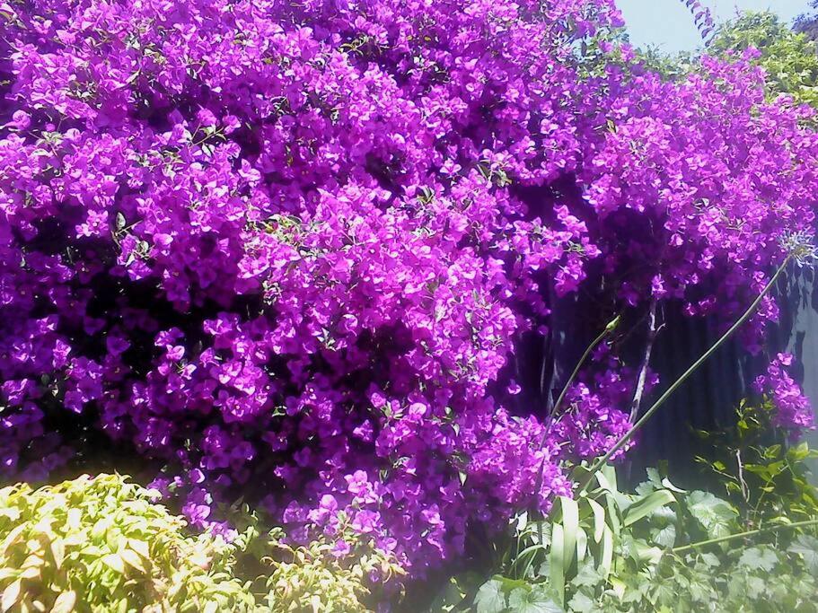 Photo 43