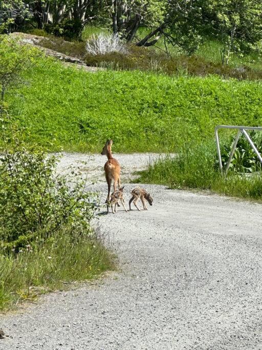 Brattøya sjøstuer