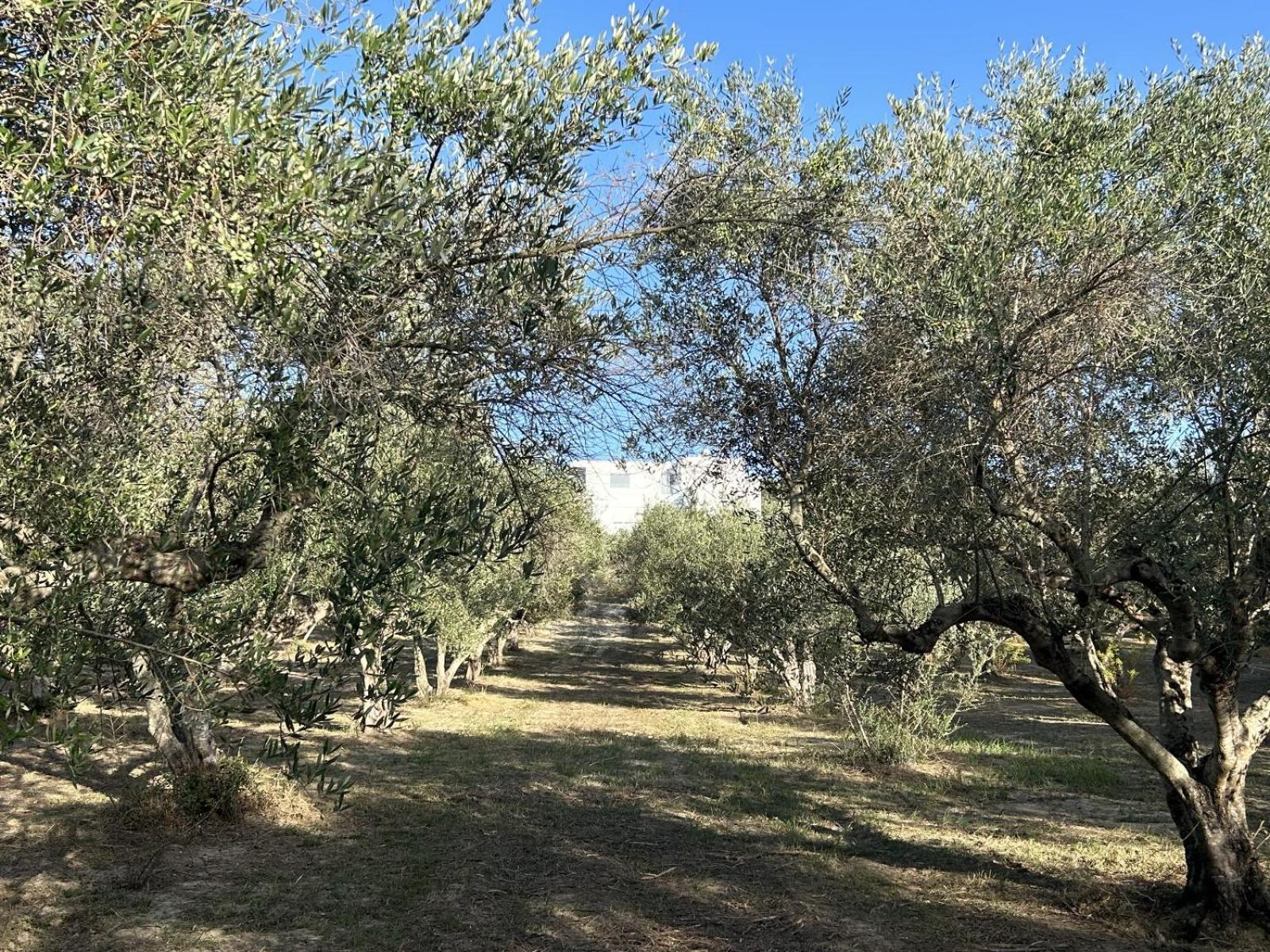 Villa Maïa