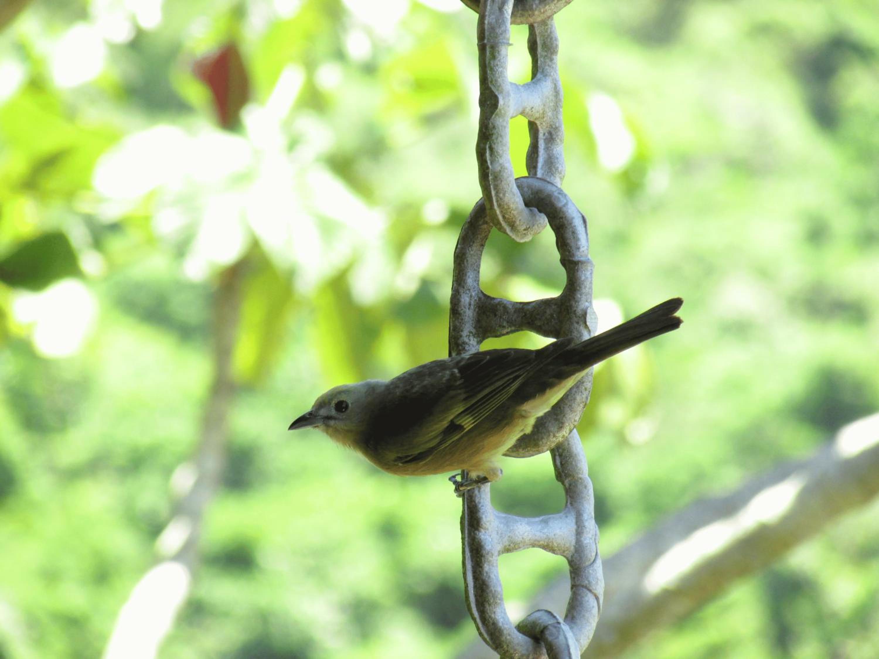 Bangalô Ilhabela