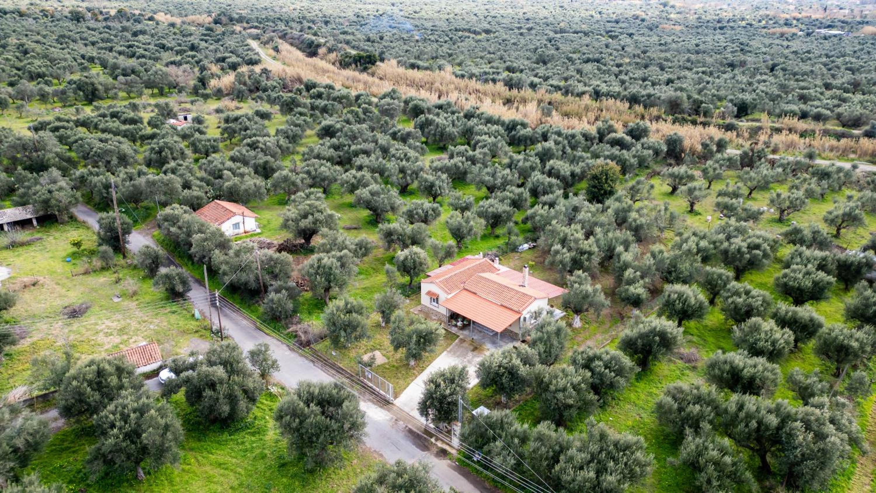 Olive Grove Getaway