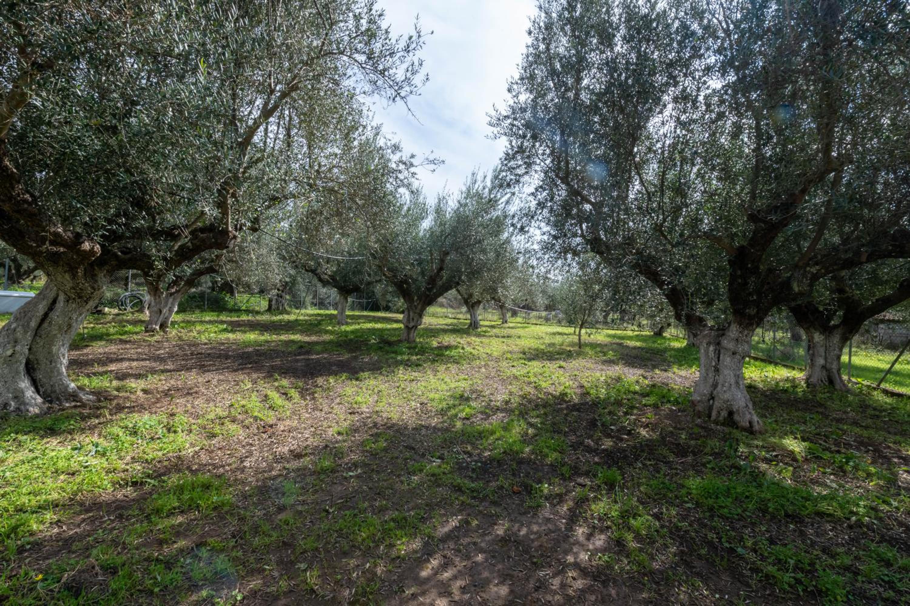 Olive Grove Getaway