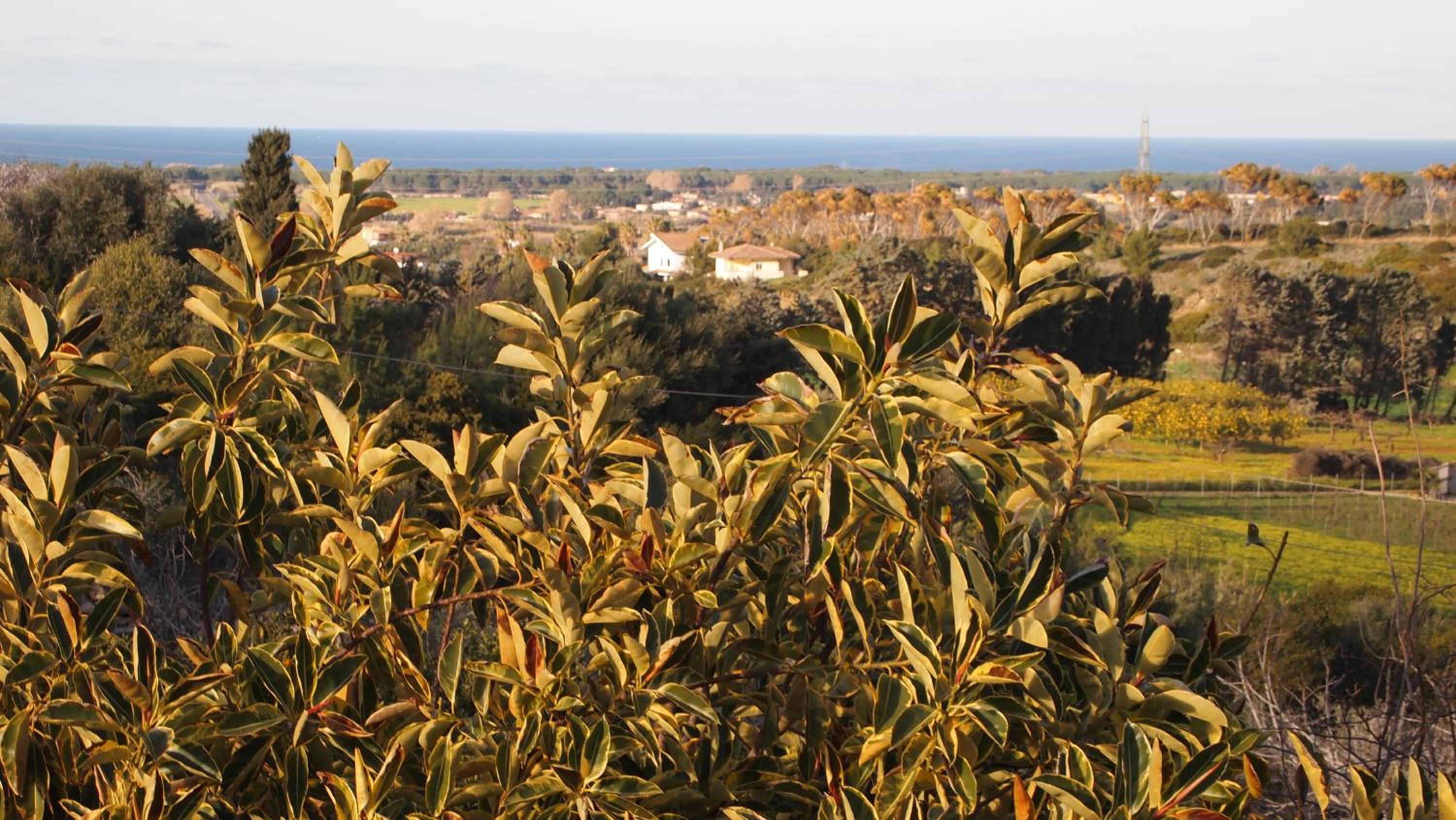Asinara