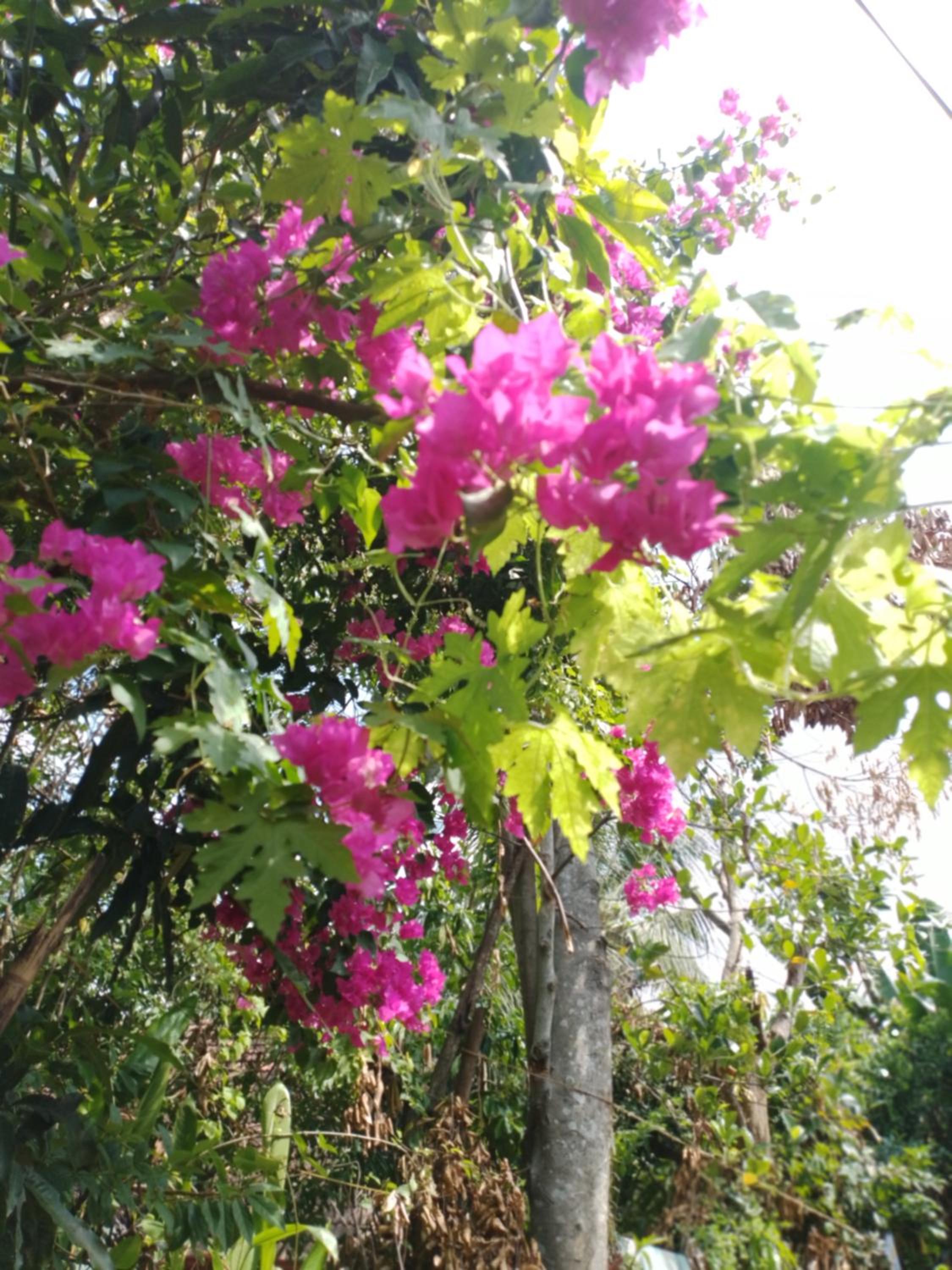 PURPLE FLOWER view 5
