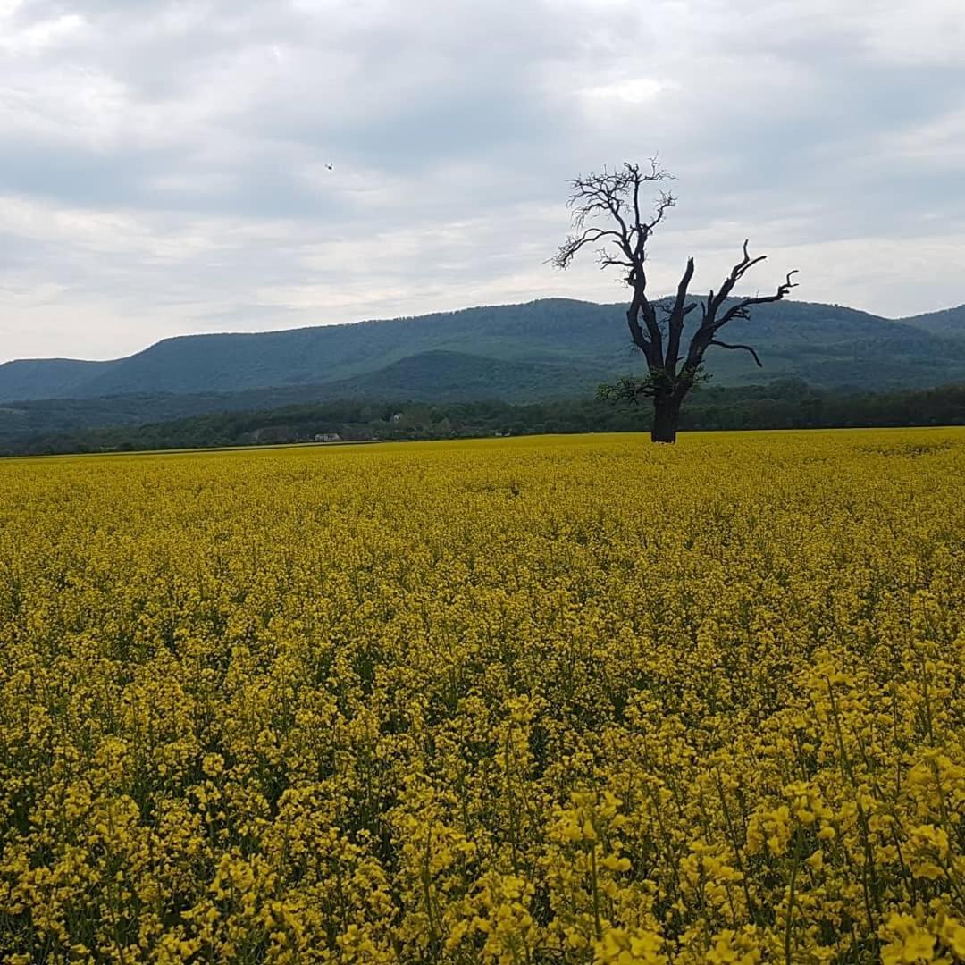 Panoráma Vendégház Dunabogdány