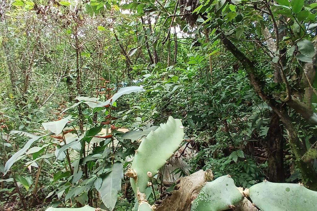 Casa Monstera