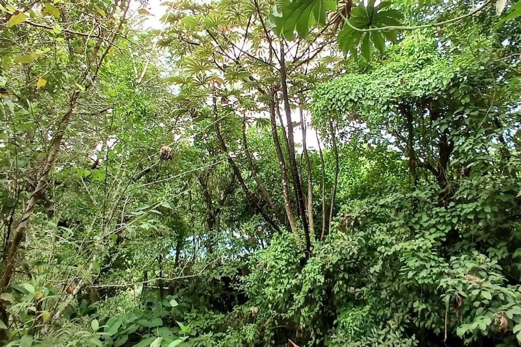 Casa Monstera