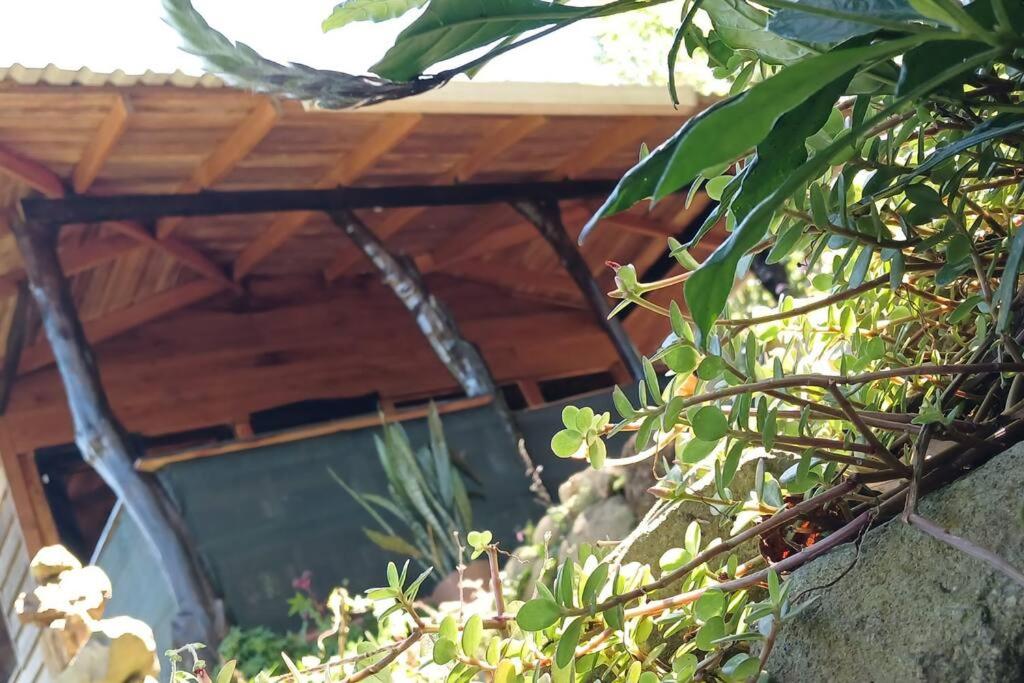 Casa Monstera