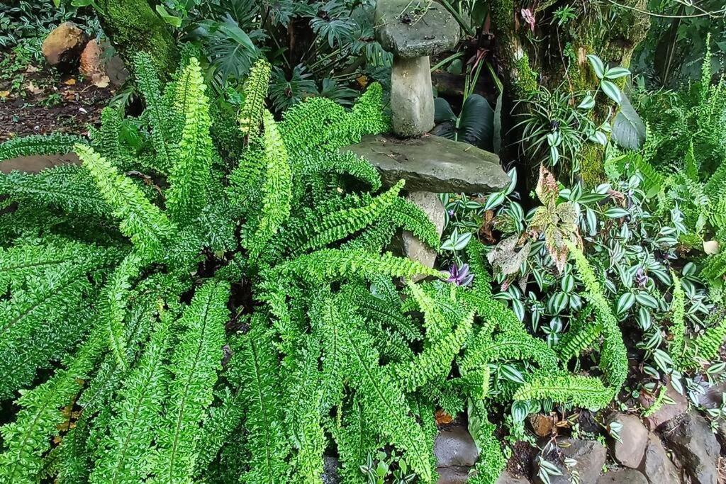 Casa Monstera