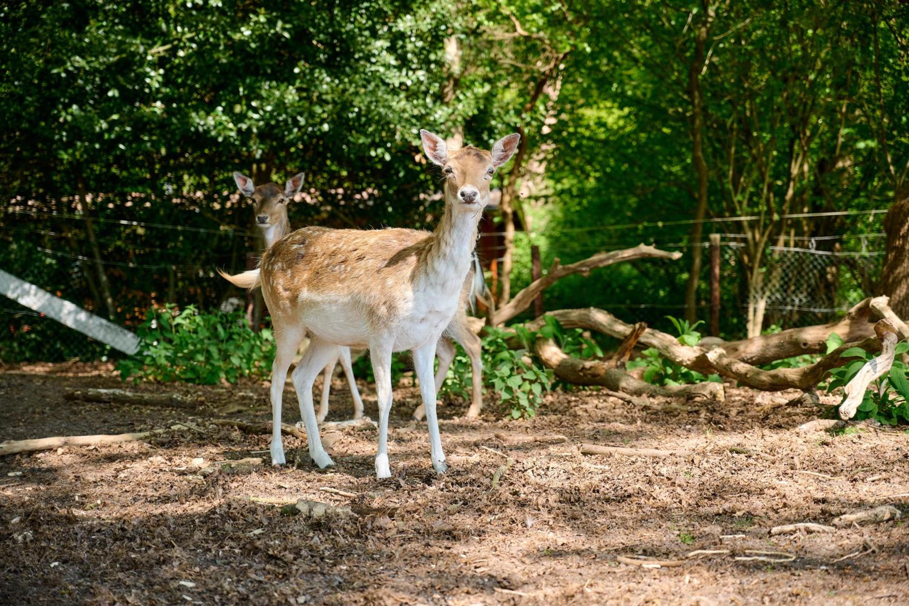 Glamping Drenthe