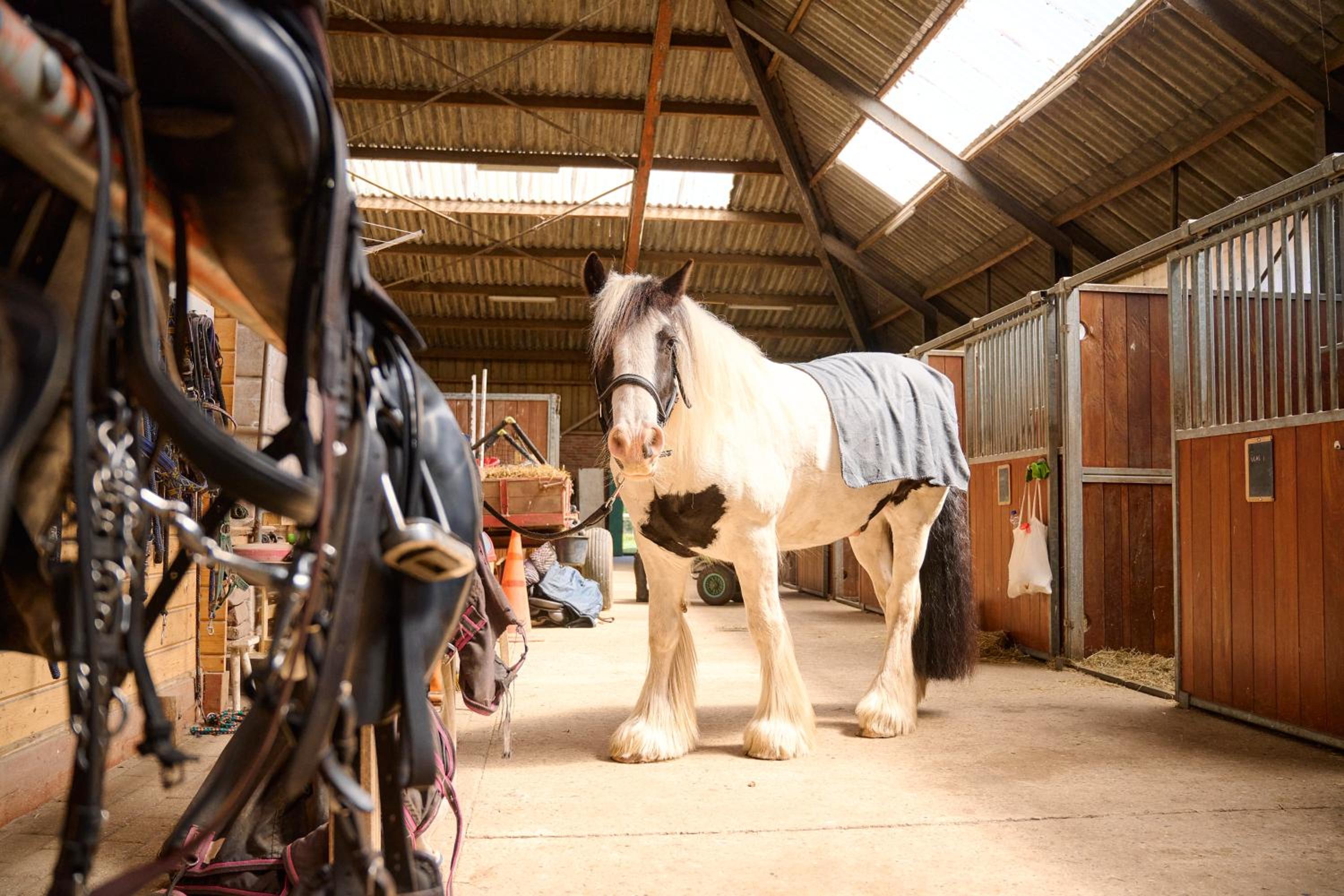 Glamping Drenthe