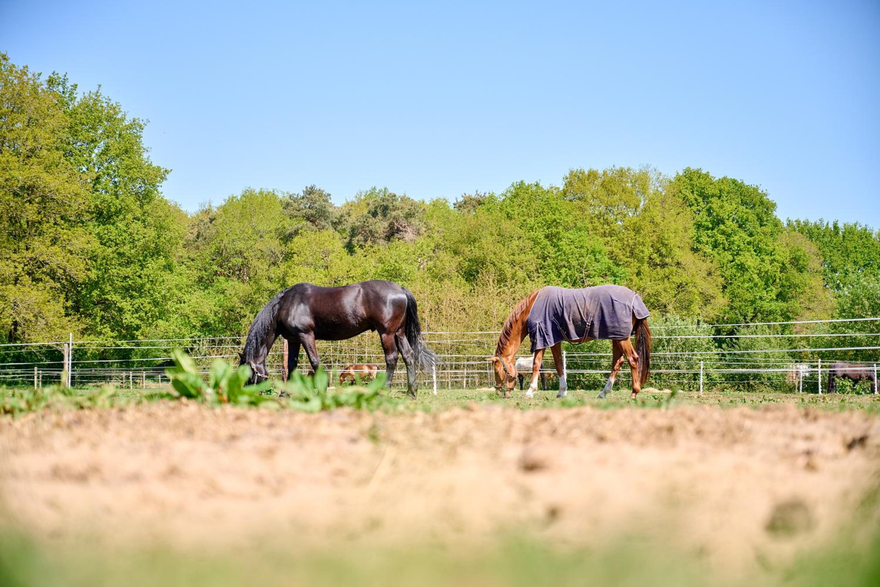 Glamping Drenthe