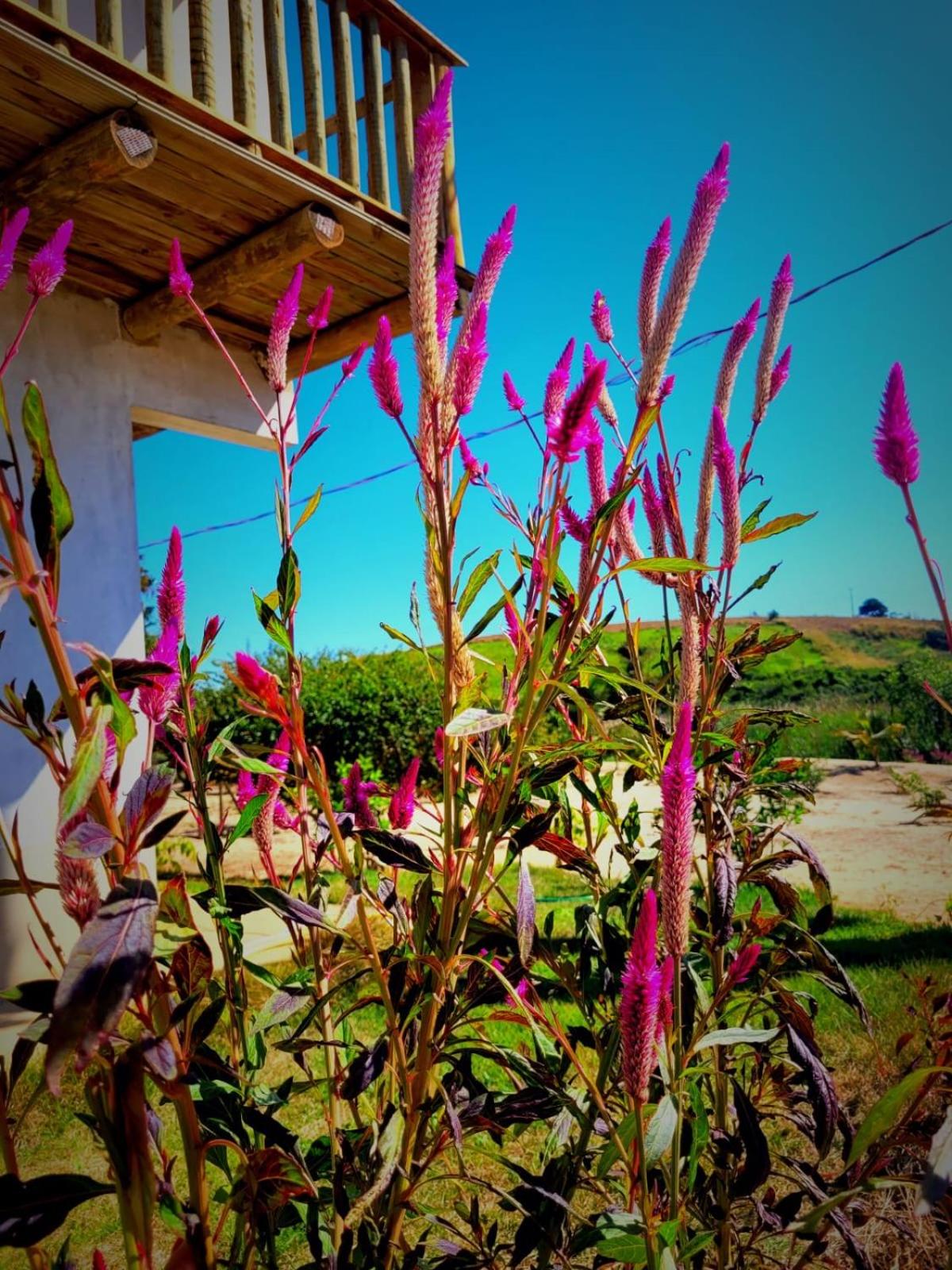 Casa pé na areia - Brandão House