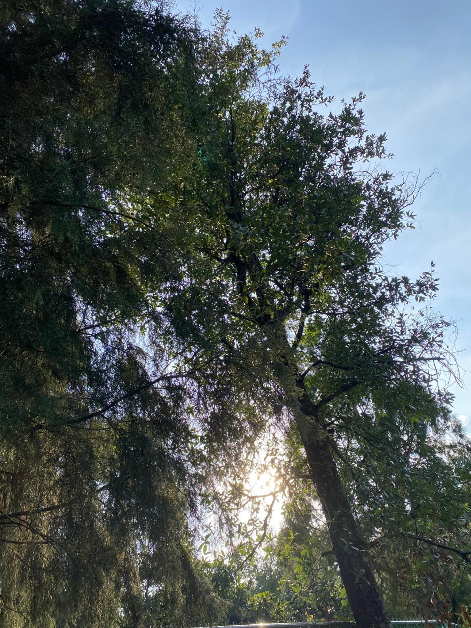 Photo 36