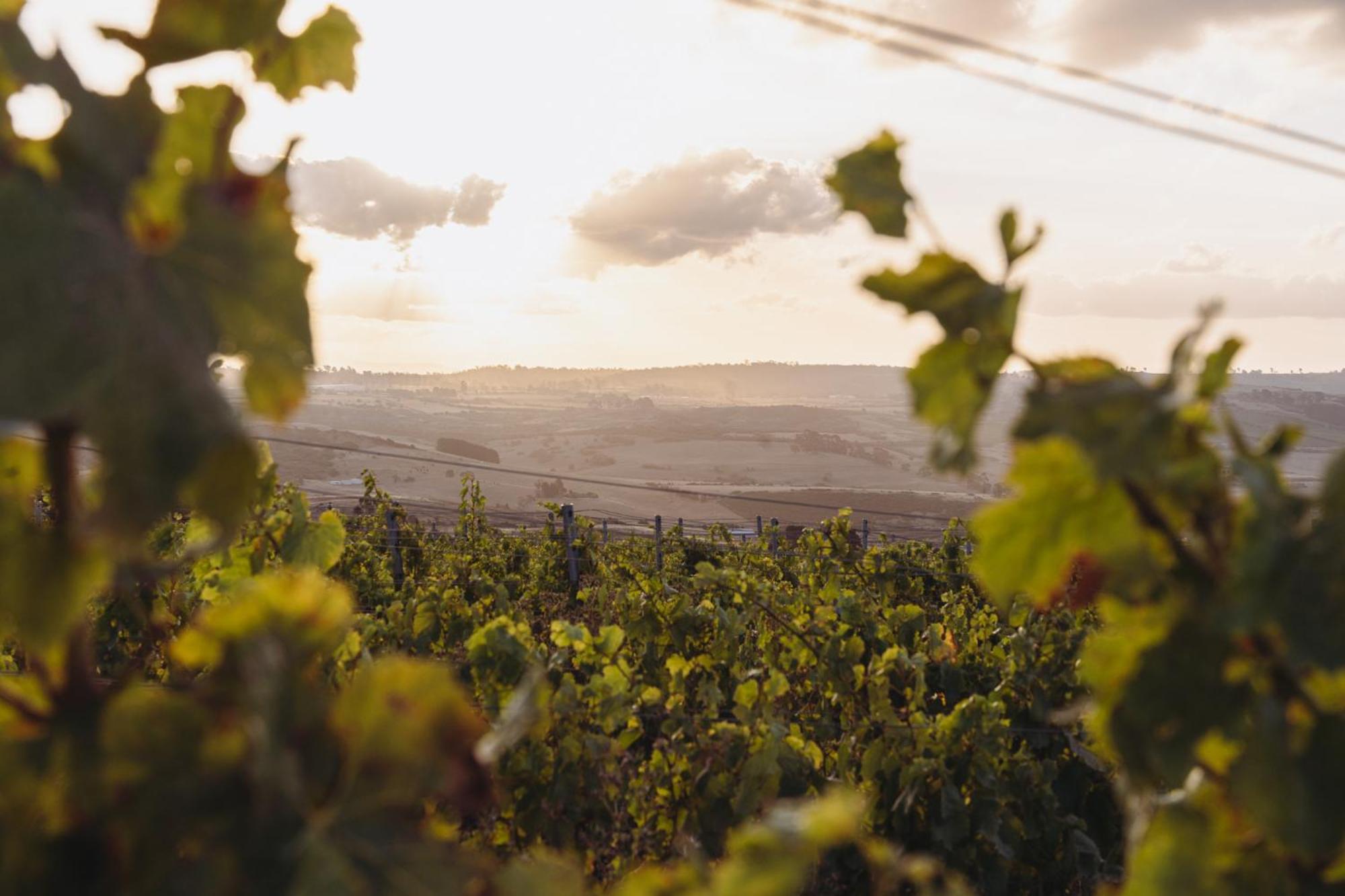 The Cloud at Sen Vineyard