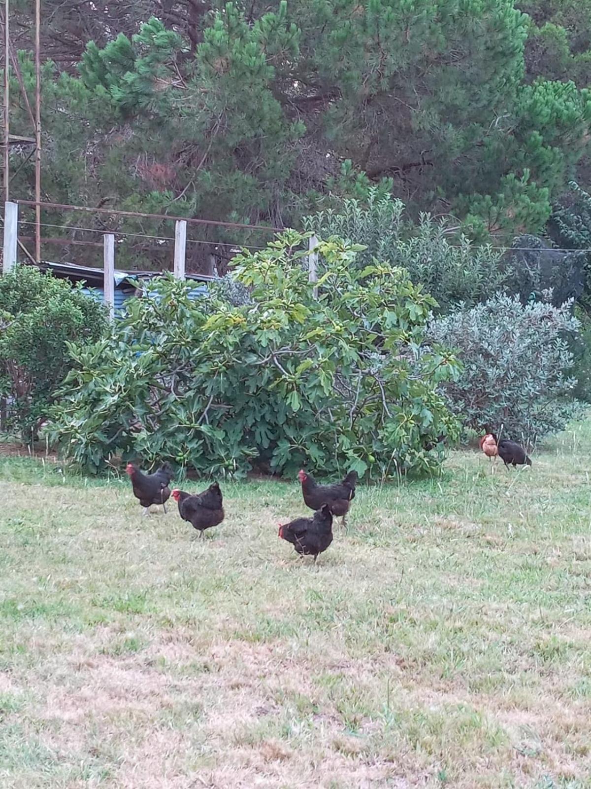 Los Almendros