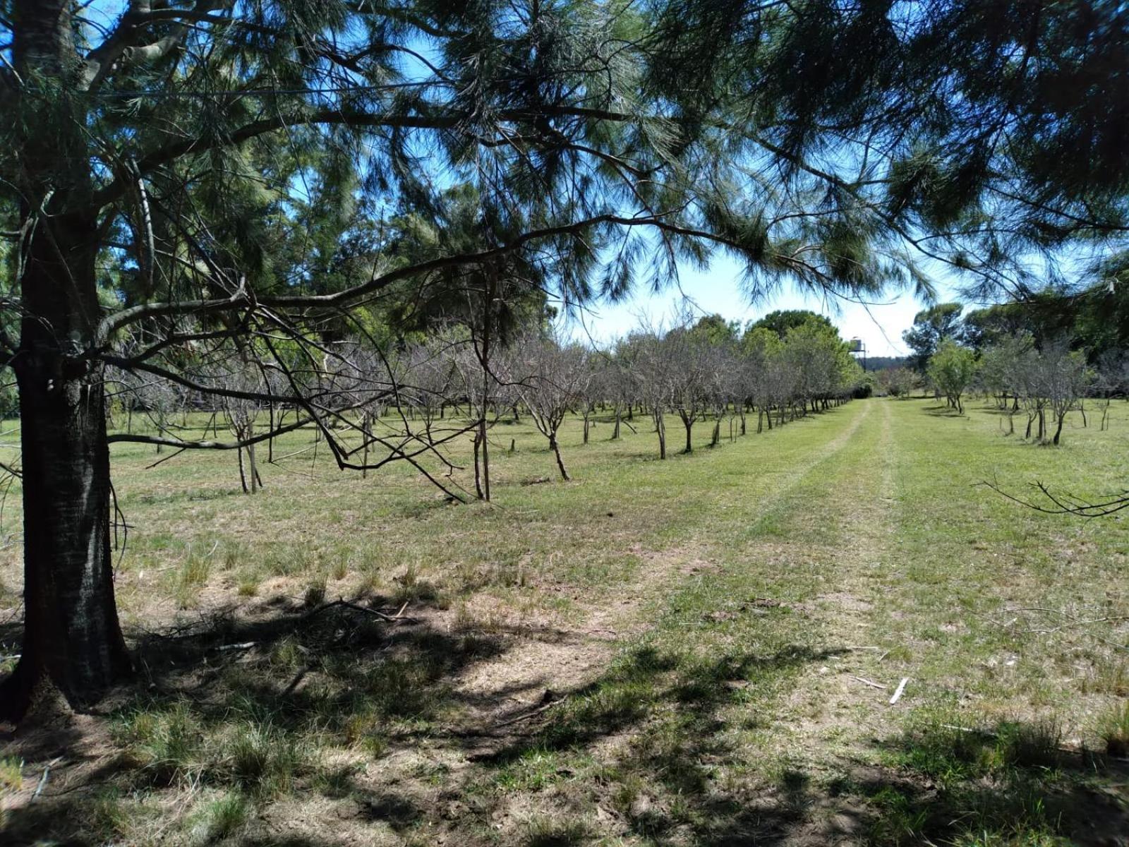 Los Almendros